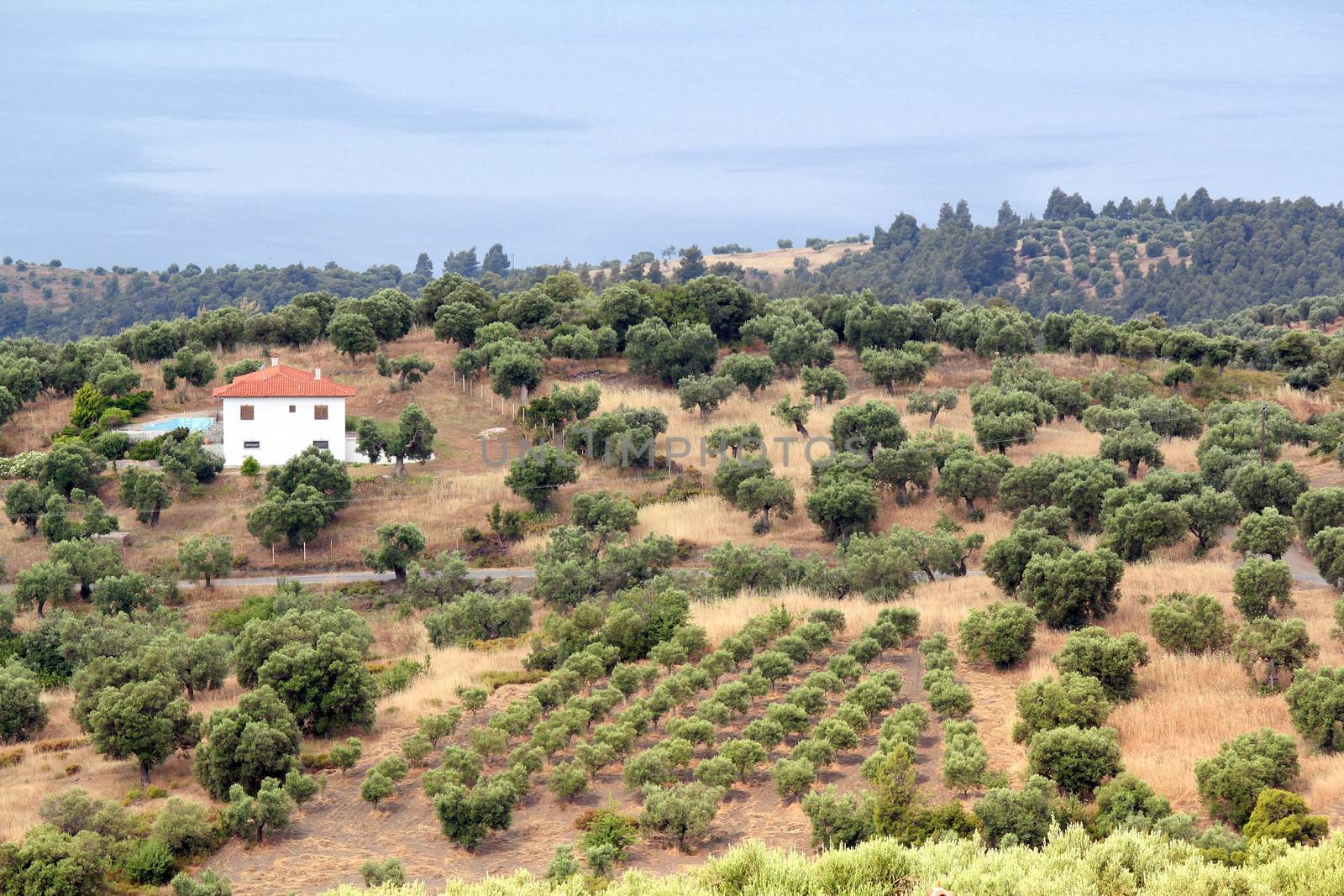 hills with olive trees landscape Greece