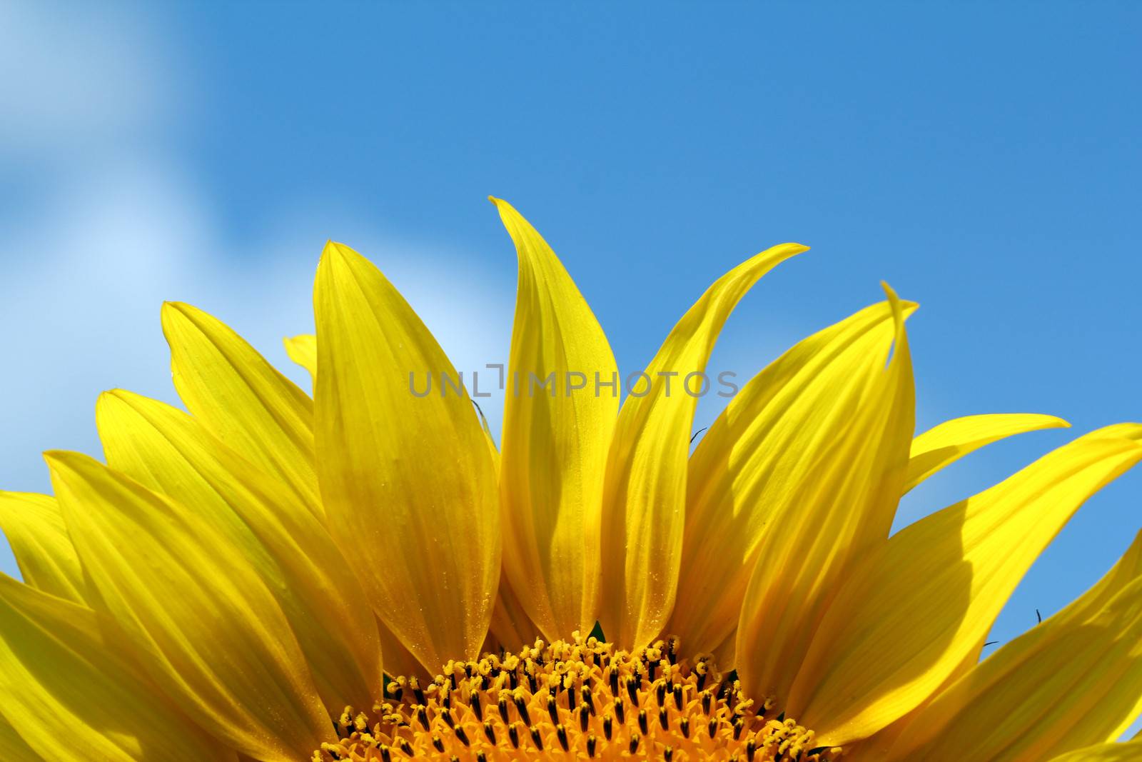 sunflower bright yellow leaf summer season