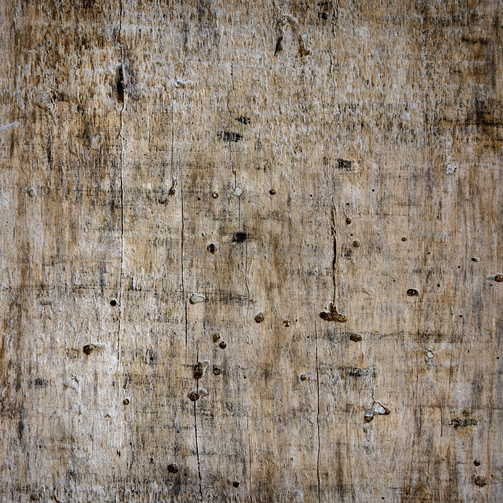 Old wooden plank close-up by dutourdumonde