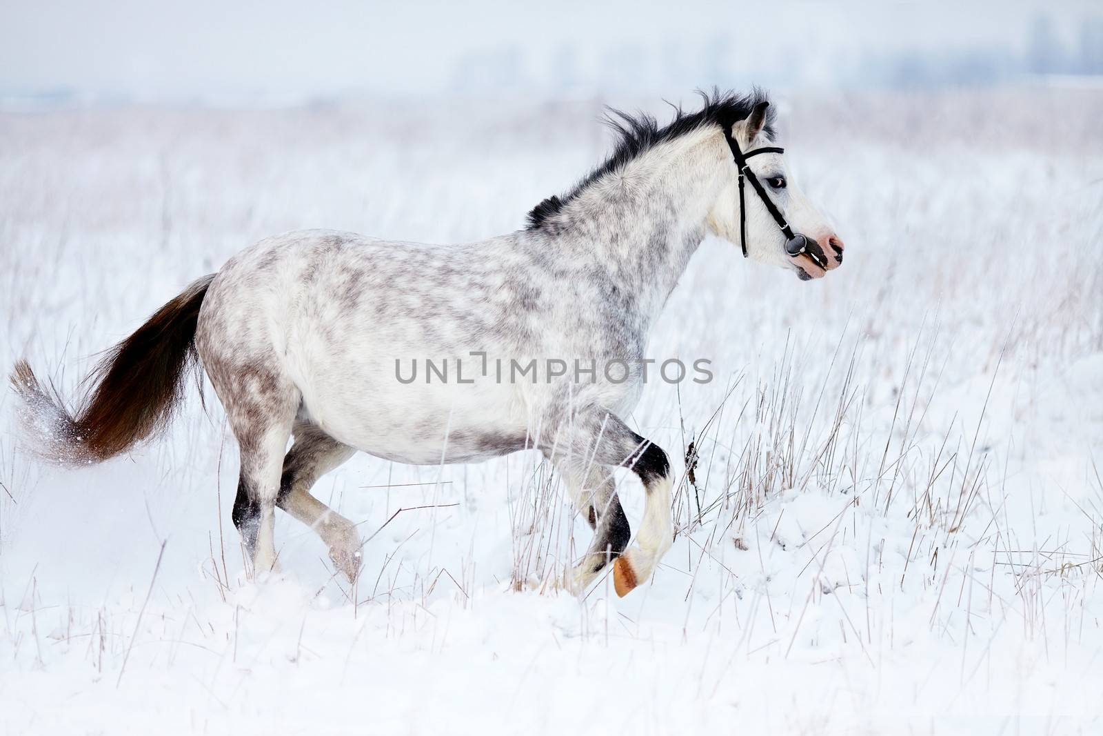 The gray mare runs in the field. by Azaliya