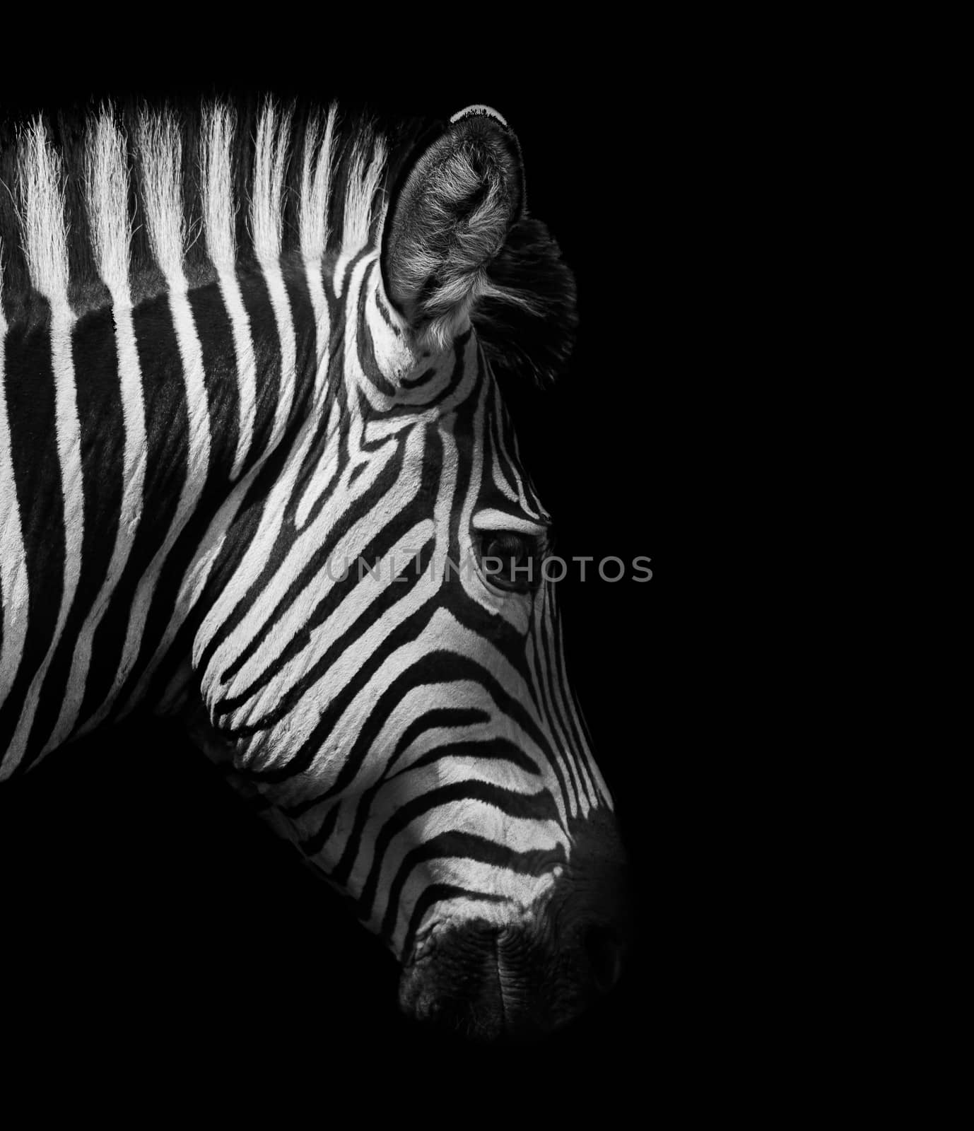 Zebra head from the side in black and white