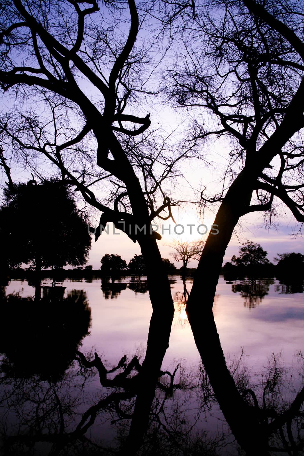 Tree with reflection in the water
