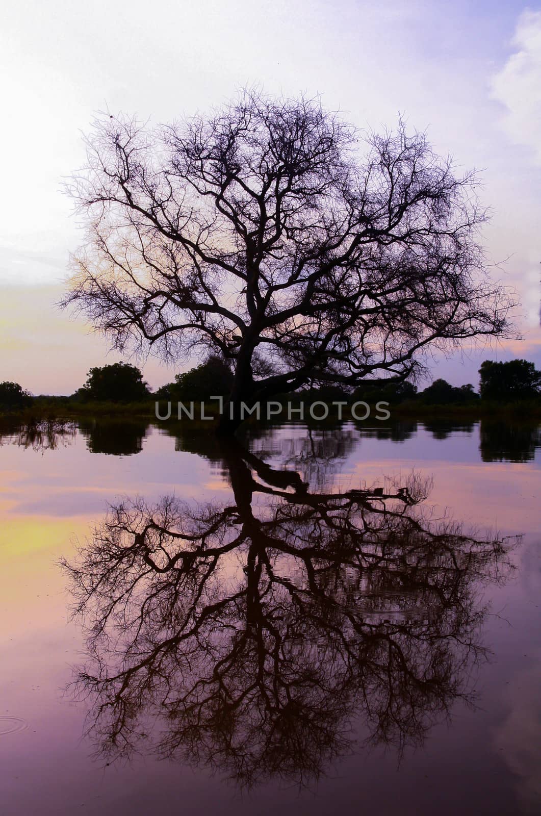 Tree with reflection in the water