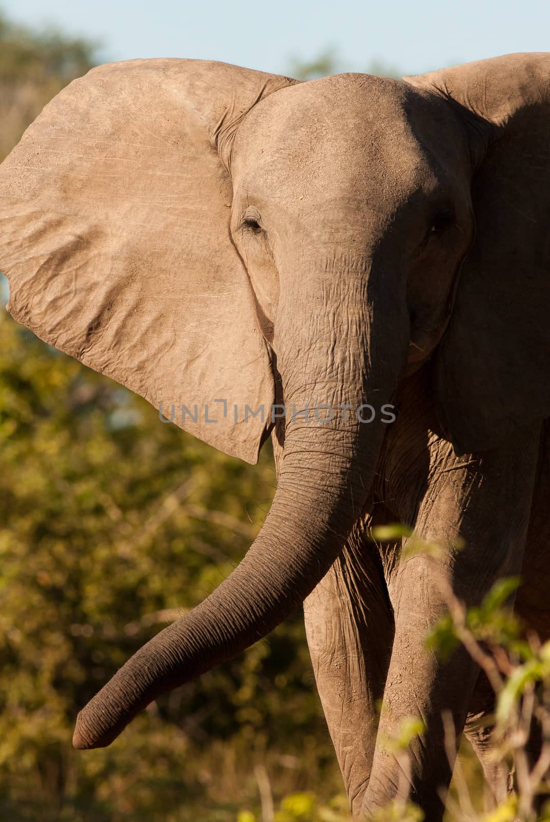 Close up of a wild african elephant