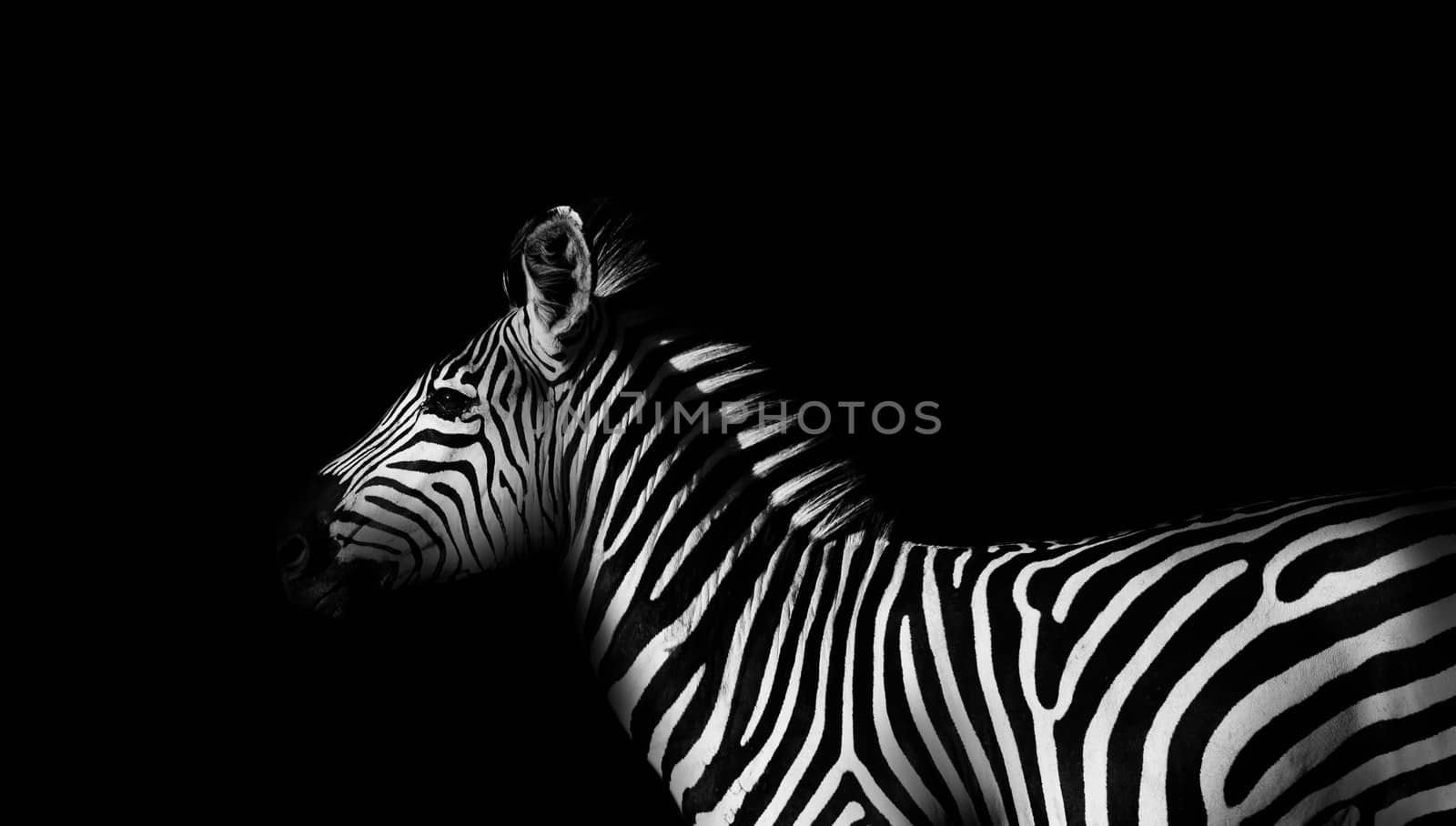 Monochrome side view of a wild African zebra