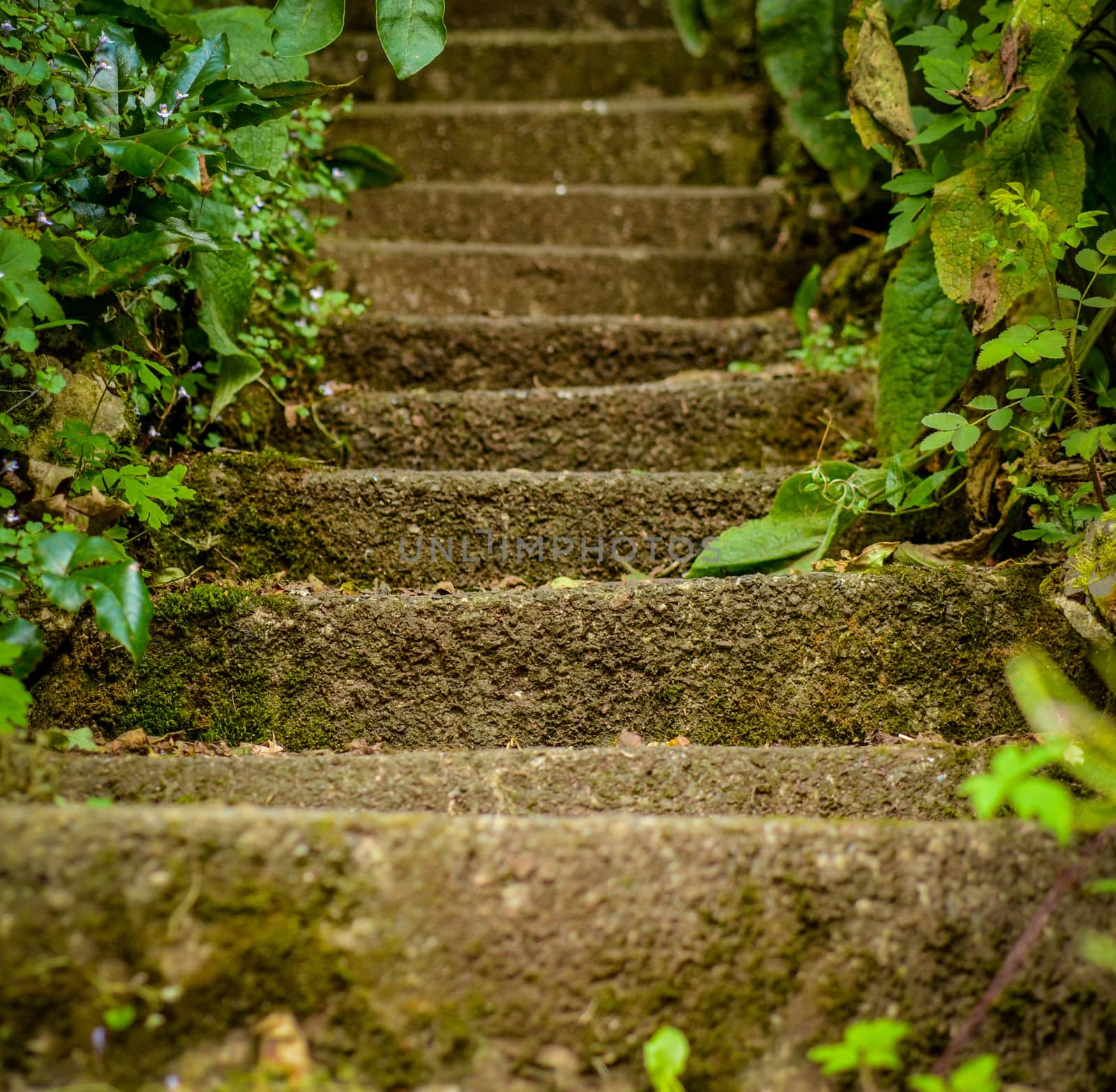 Conceptual Image Of Steps In WIld Garden Leading Upwards (Shallow DoF)