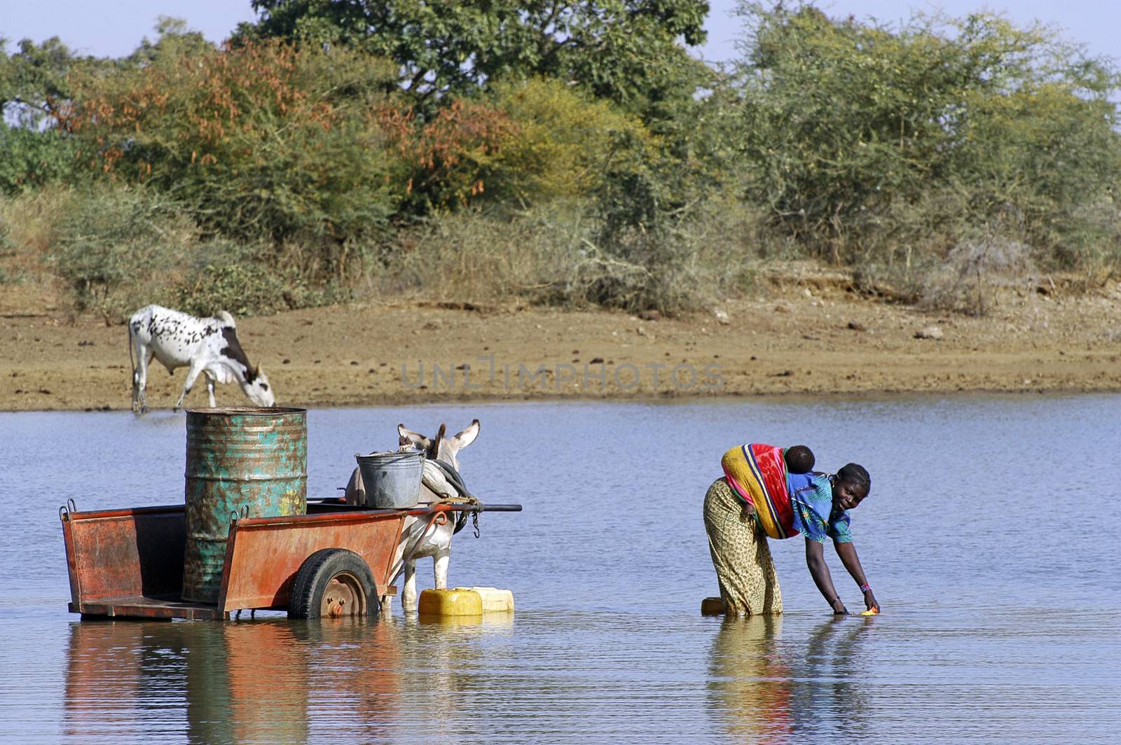 filling and transportation of water bottles at lake is for women to irrigate crops