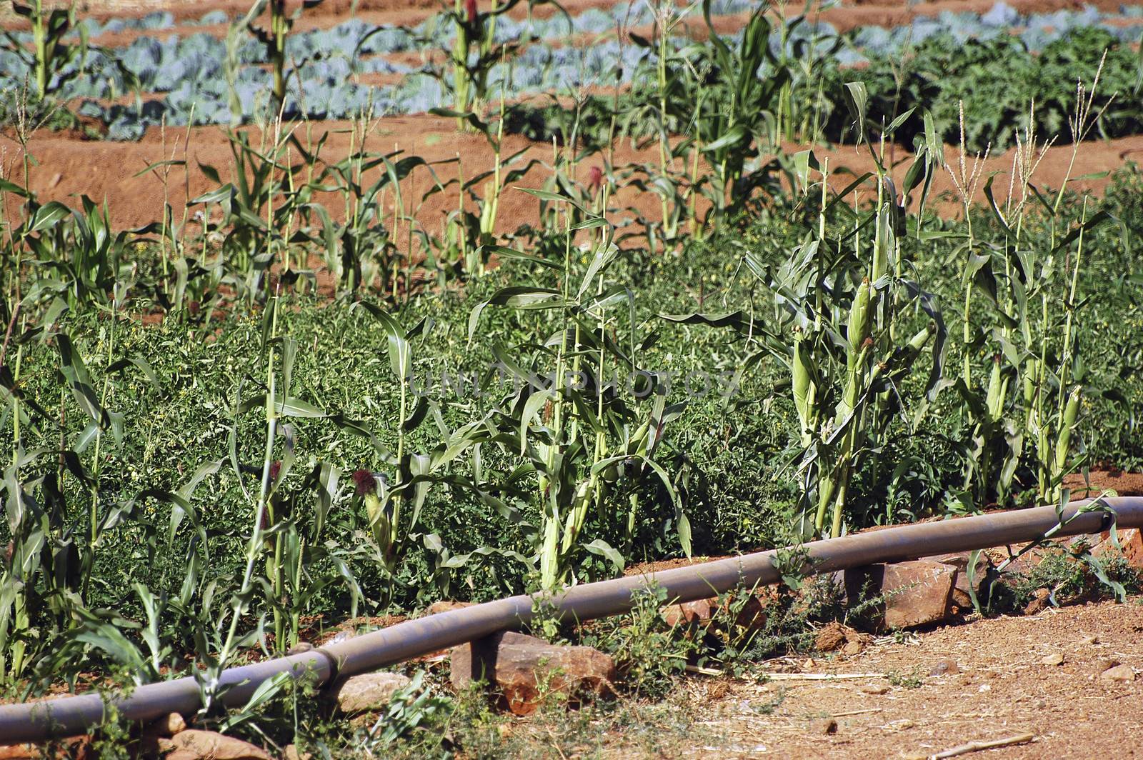 the vegetable crops in Burkina Faso is the main activity in the summer when there is rain to irrigate and make a reservation of nourishment for the year.