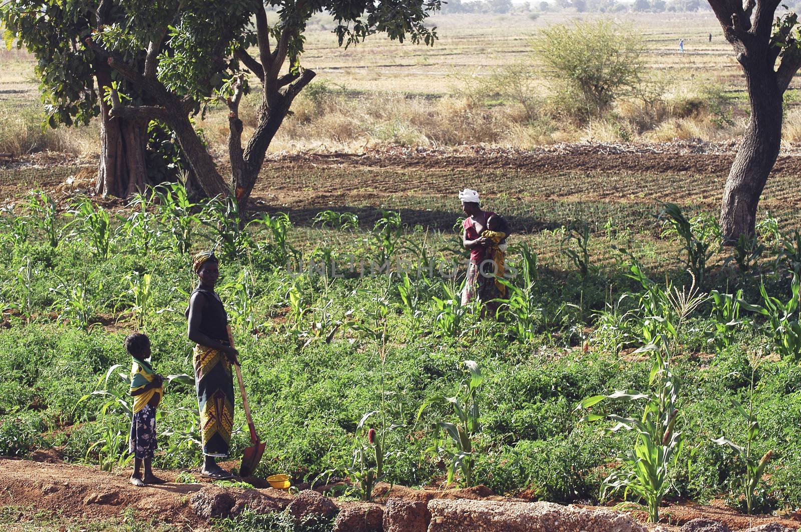 market garden crops in Burkina Faso by gillespaire