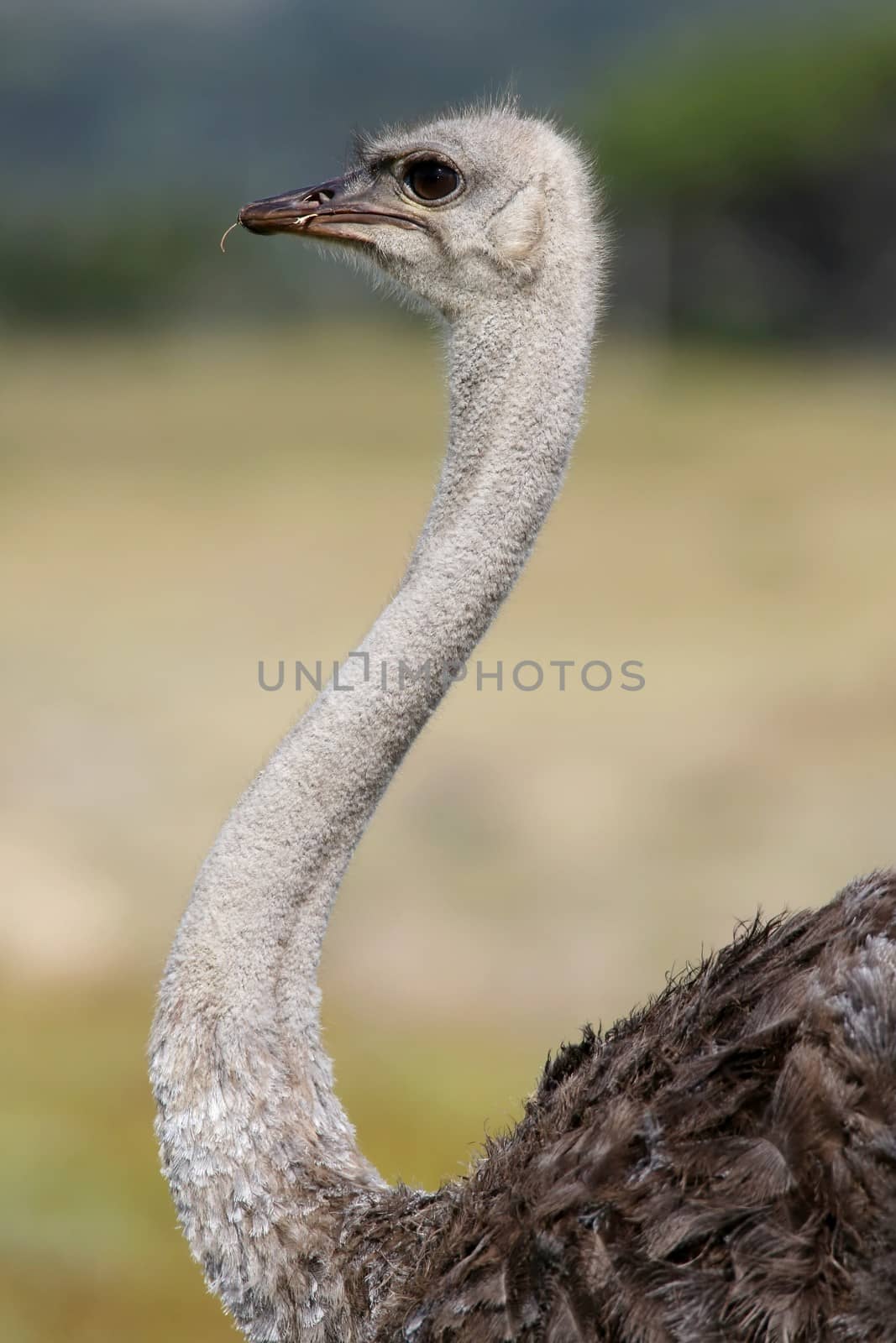 Female  Ostrich Bird by fouroaks