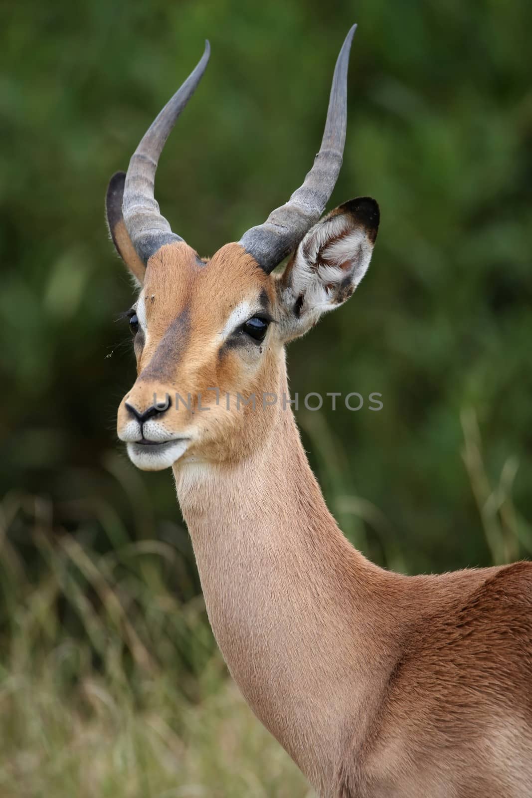 Portrait of an alert young impala antelope in Africa