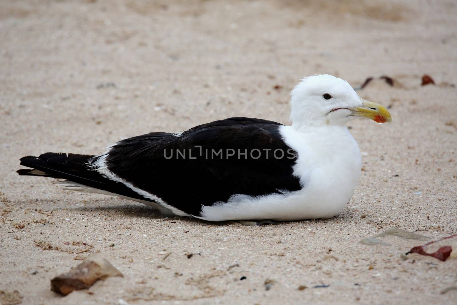Kelp gull or seagull resting on the sandy beach