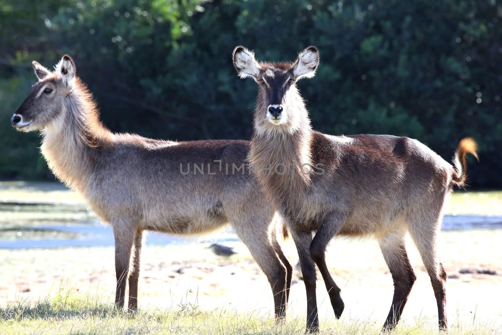 Two waterbuck antelope backlit by the afternoon sun