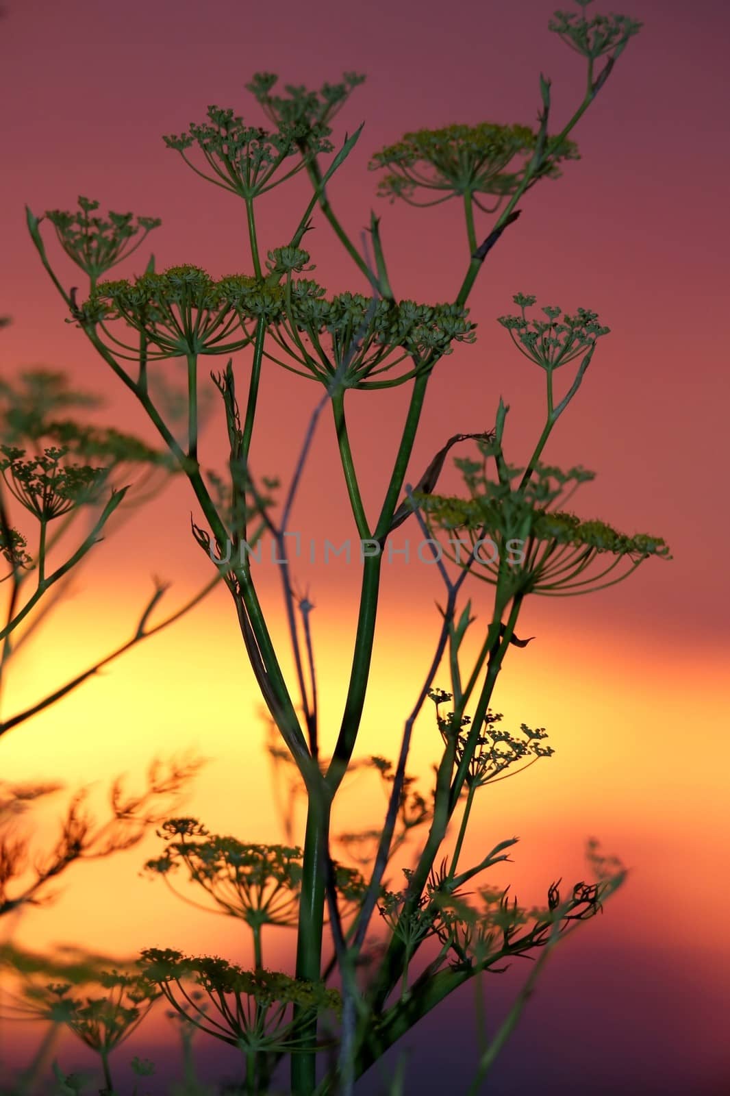 Green plant against the orange sunset sky