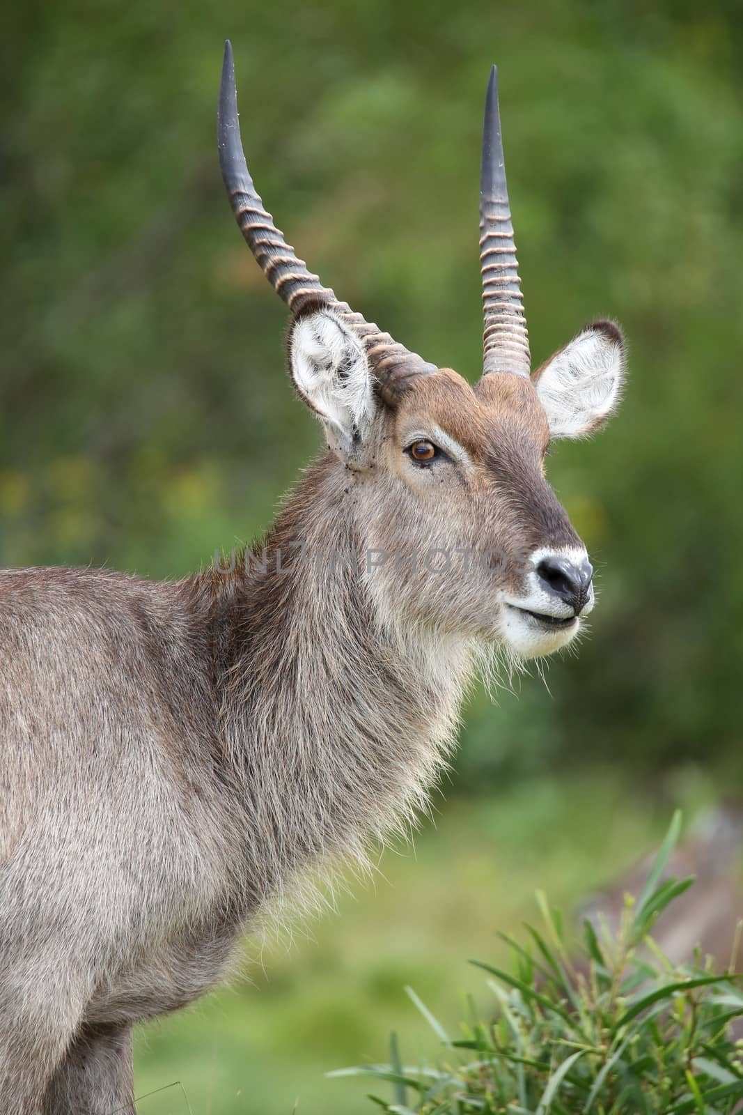 Waterbuck antelope male with shaggy coat and horns