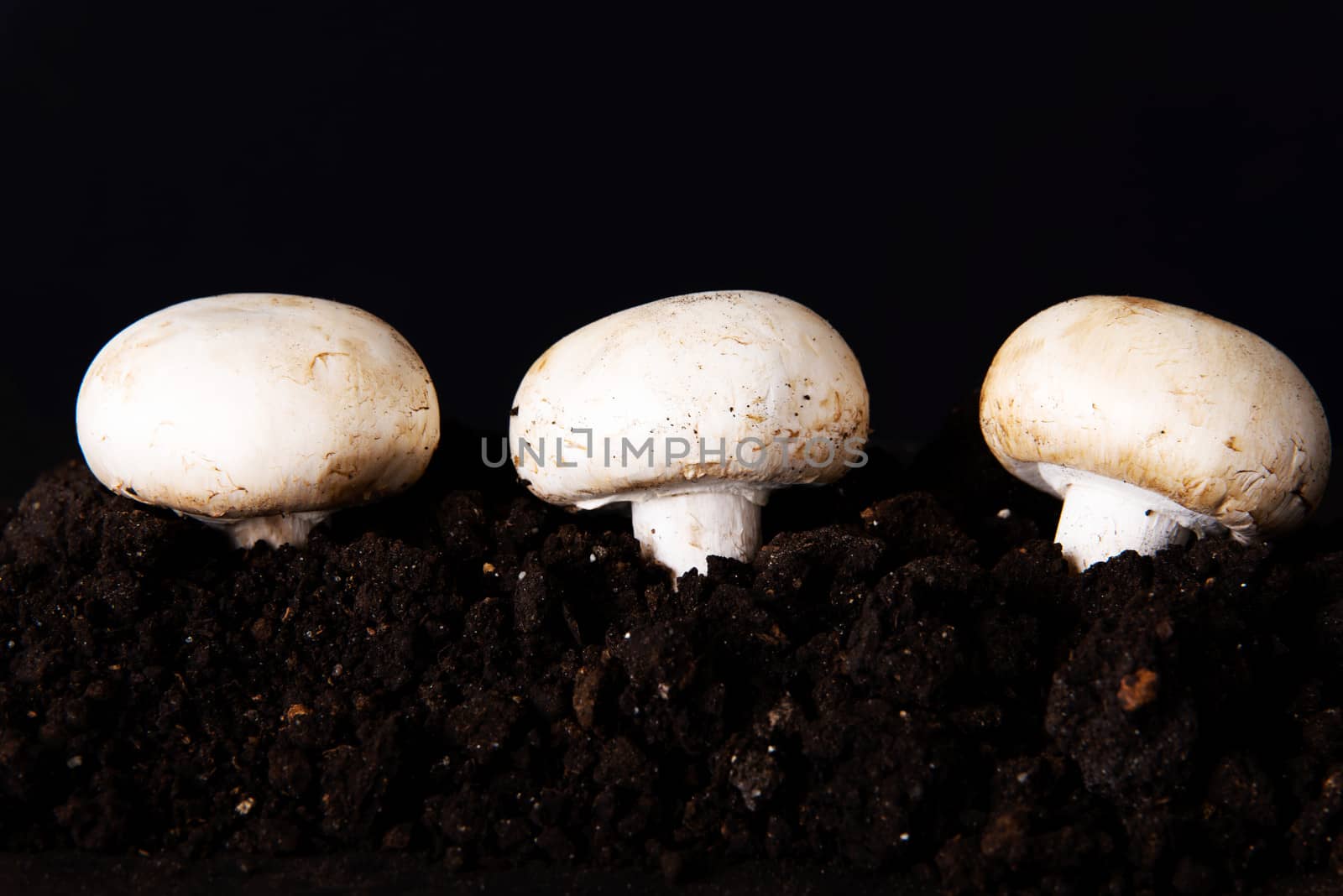 Three mashrooms in the ground. by BDS