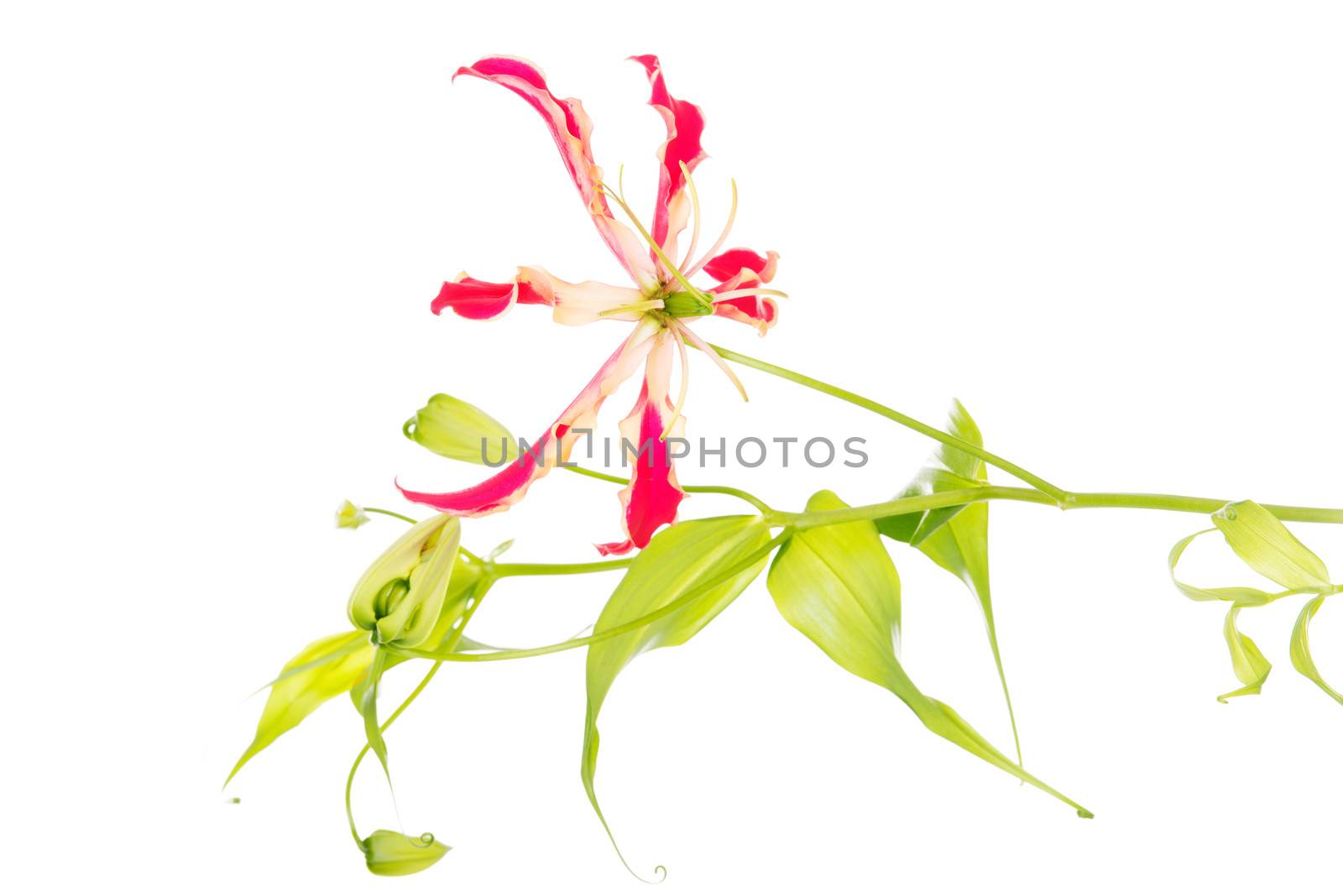 Red fresh decortive flower. Isolated on white.