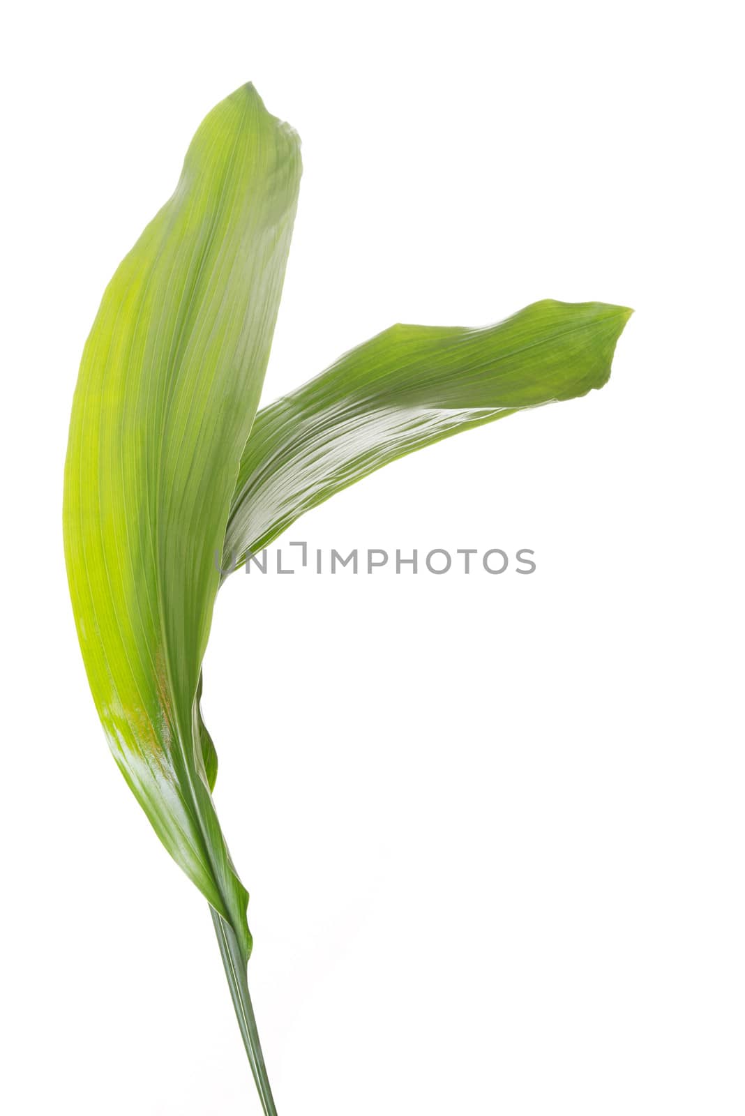 Fresh green plant, leaf. isolated on white.
