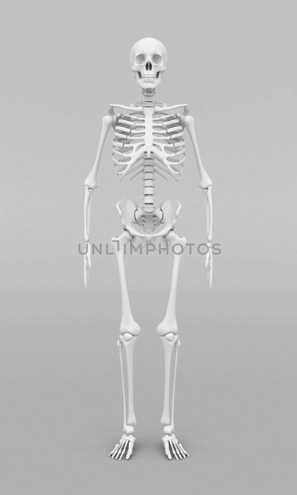 skeleton model on gray background