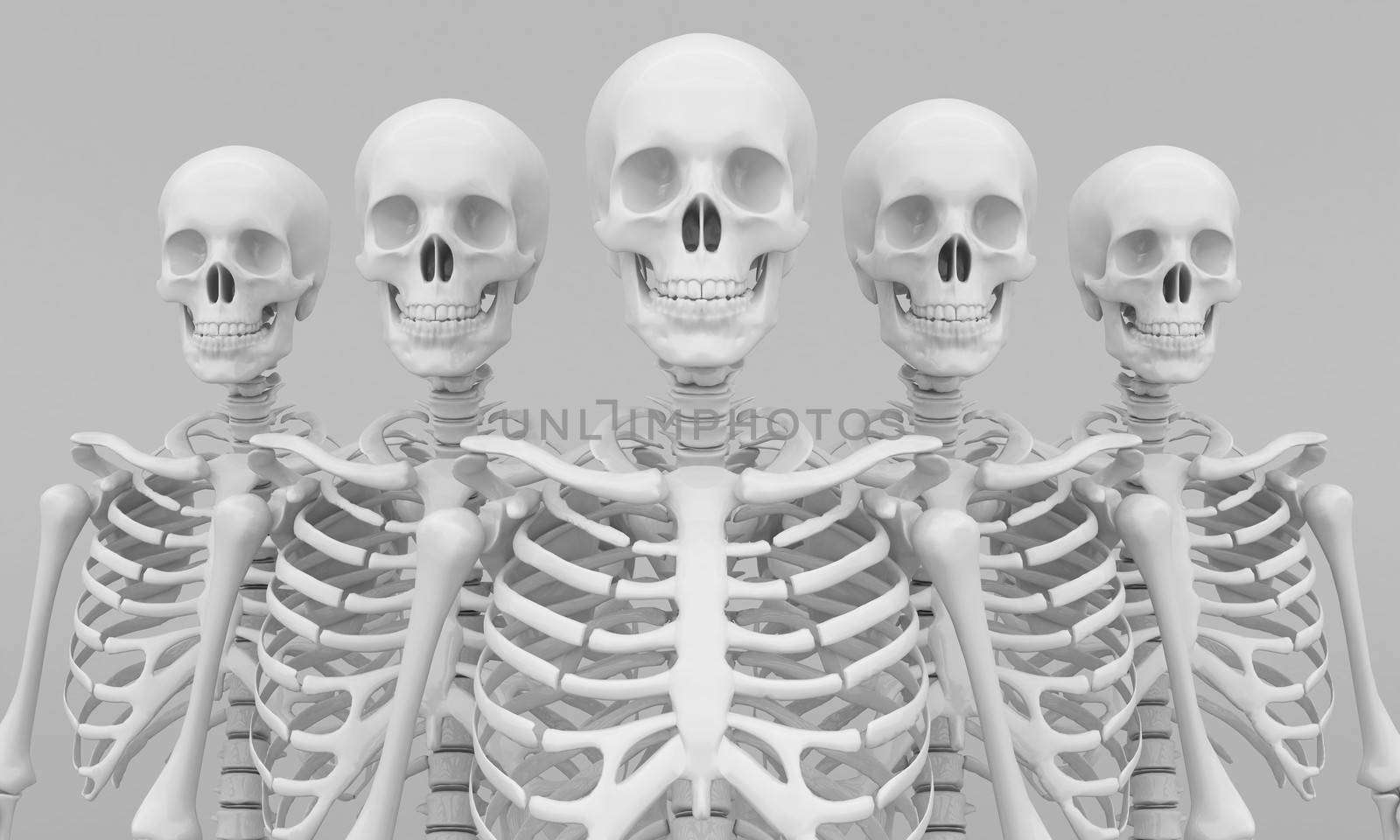 skeleton model on gray background