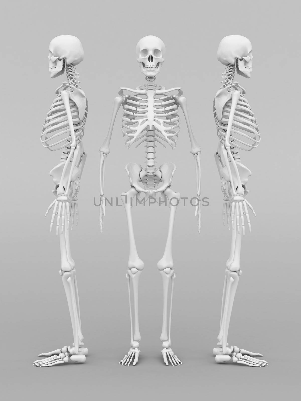 skeleton model by mrgarry