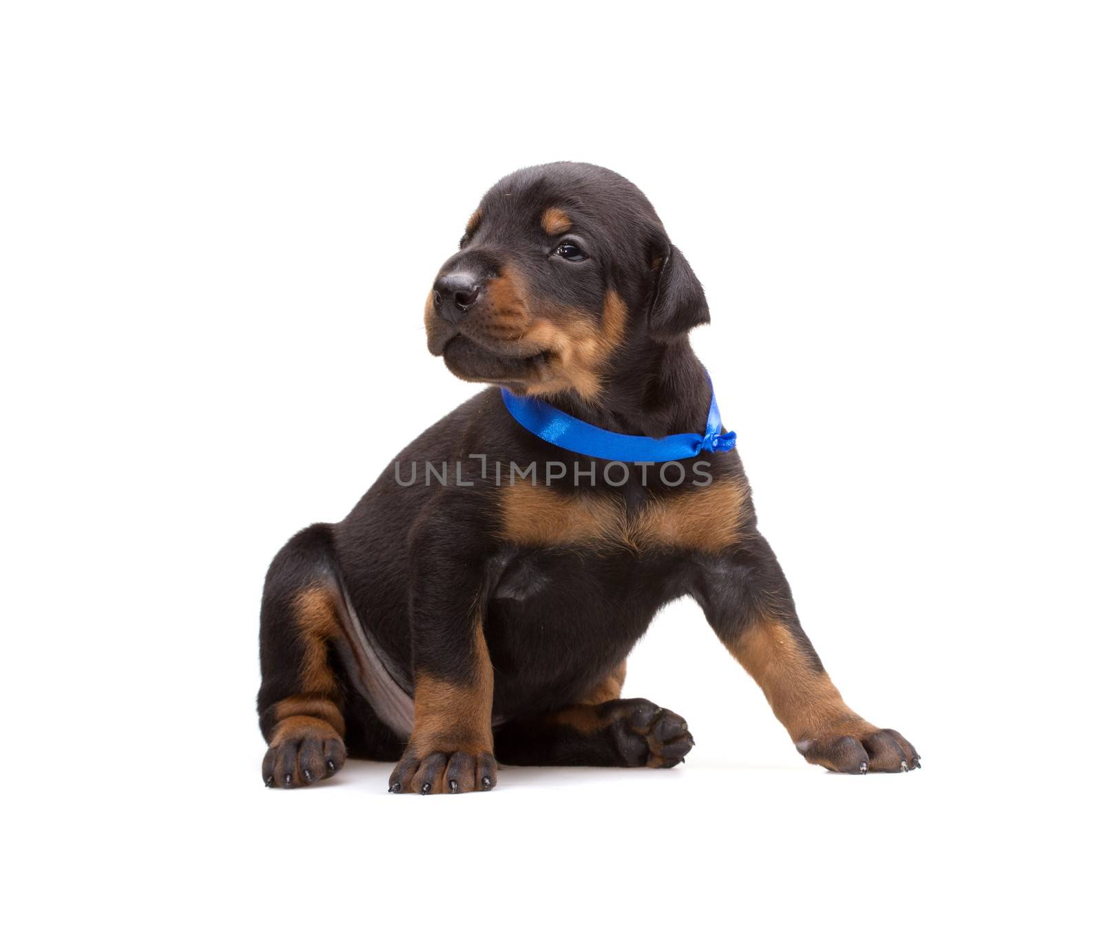 Doberman puppy in blue ribbon, isolated on white by gsdonlin