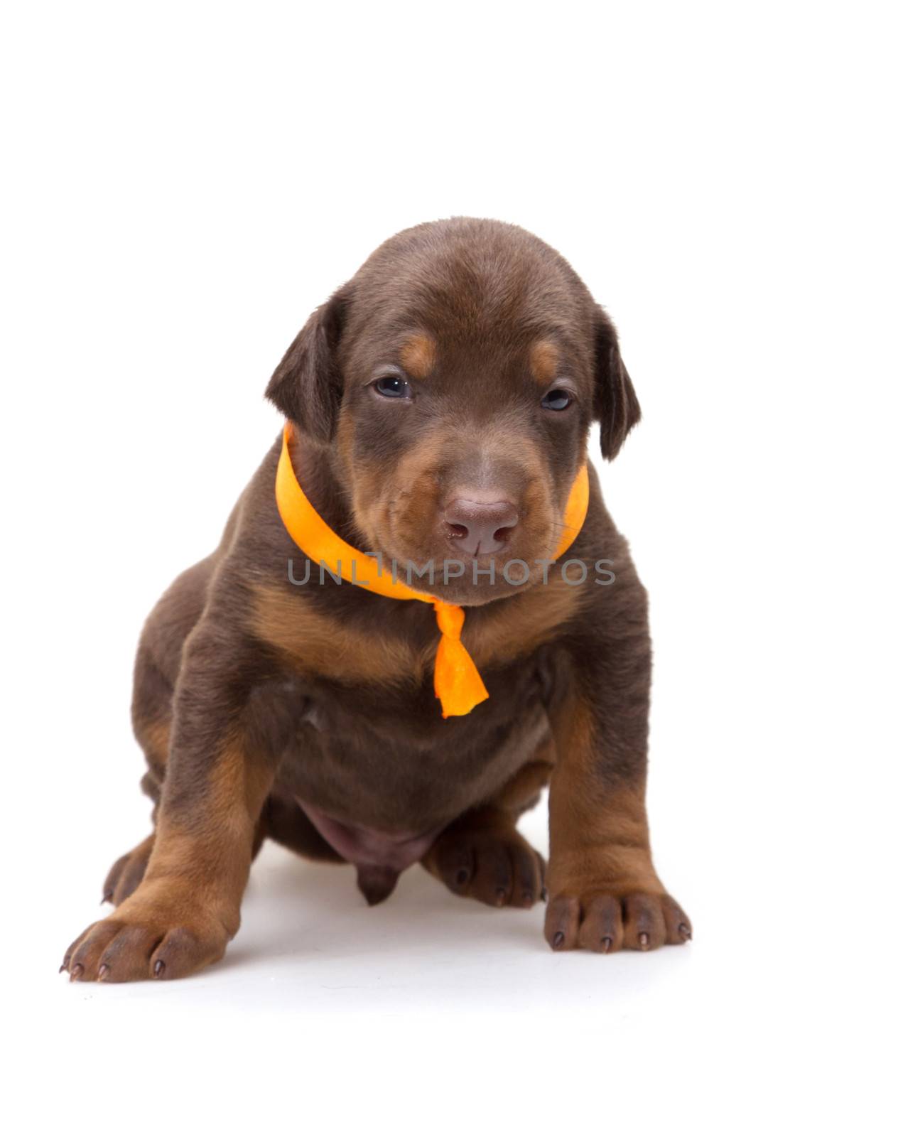 Doberman puppy in yellow ribbon, isolated on white