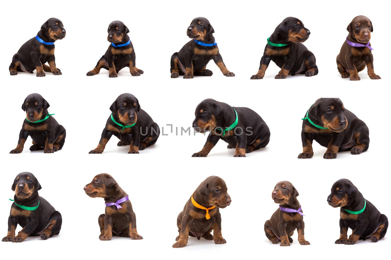 Set of doberman dog litter, puppies in coloured ribbons