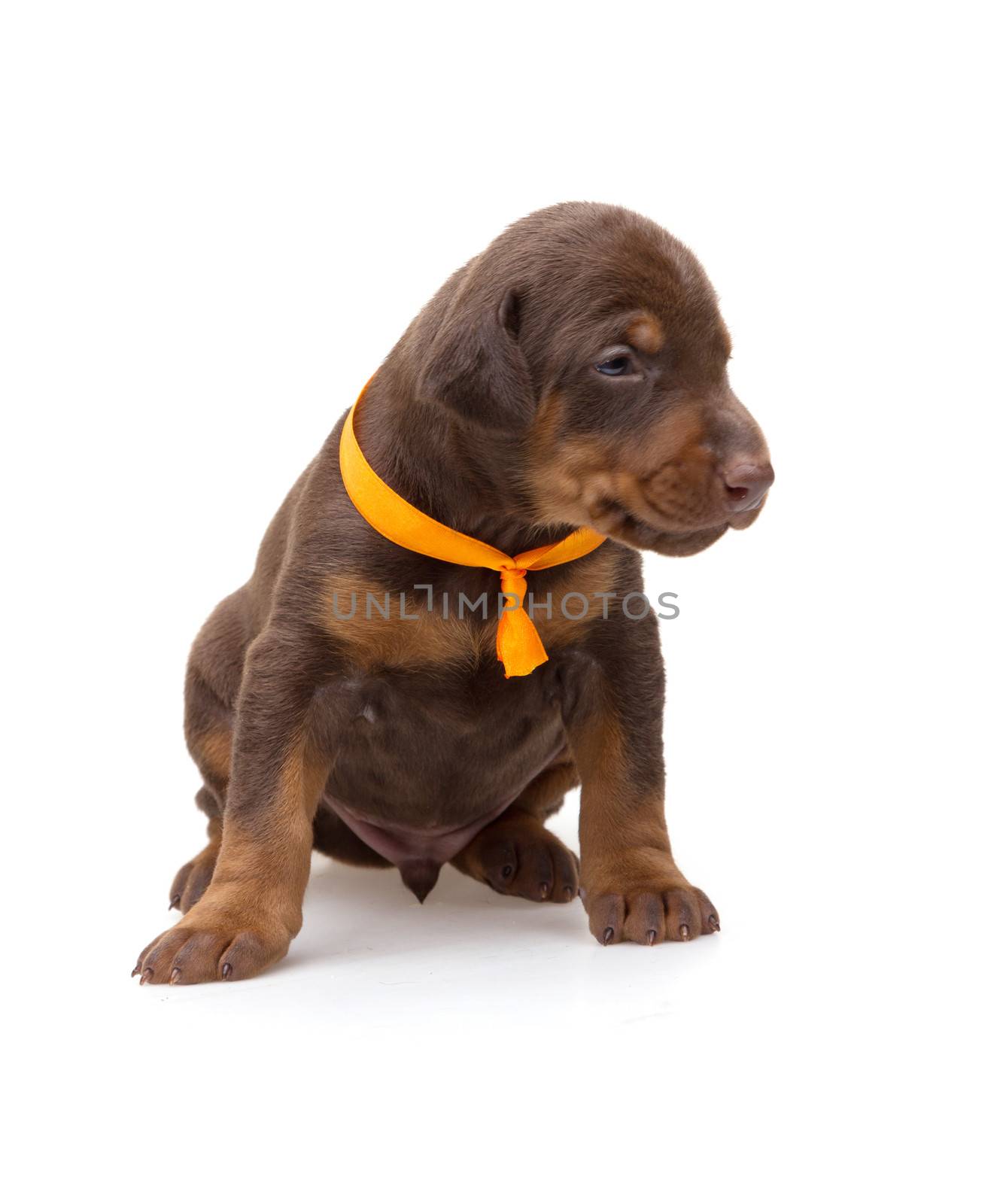 Doberman puppy in yellow ribbon, isolated on white