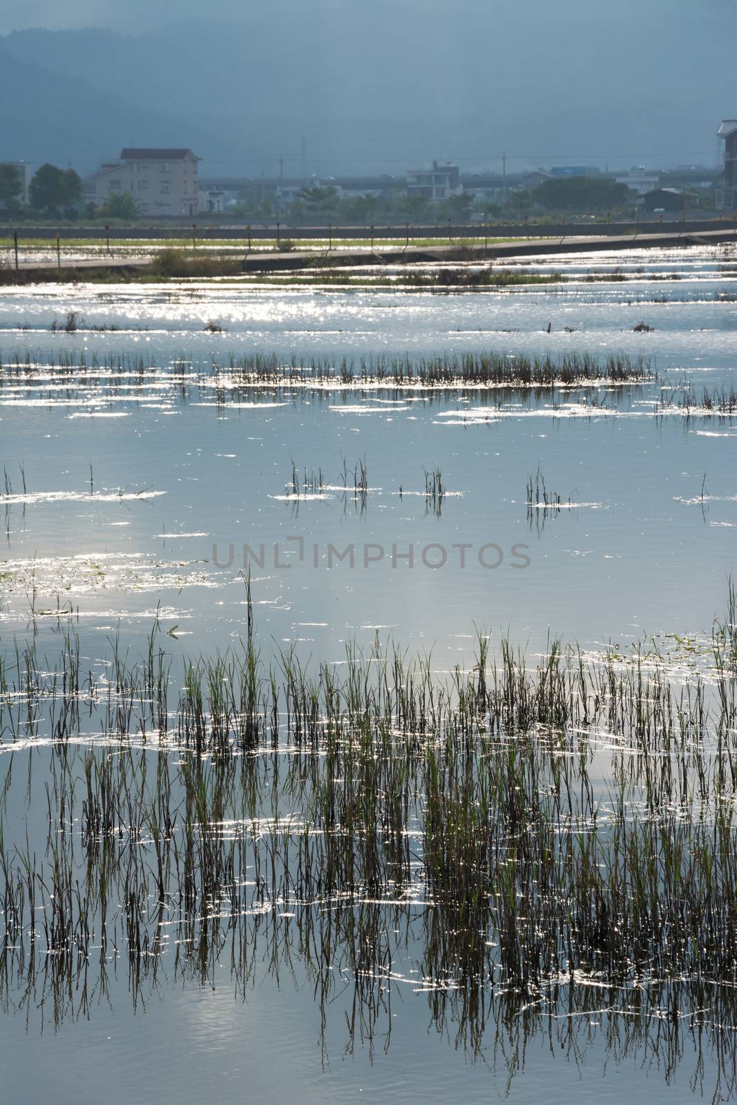 Landscape with a swamp, shot at Yilan county, Taiwan, Asia.