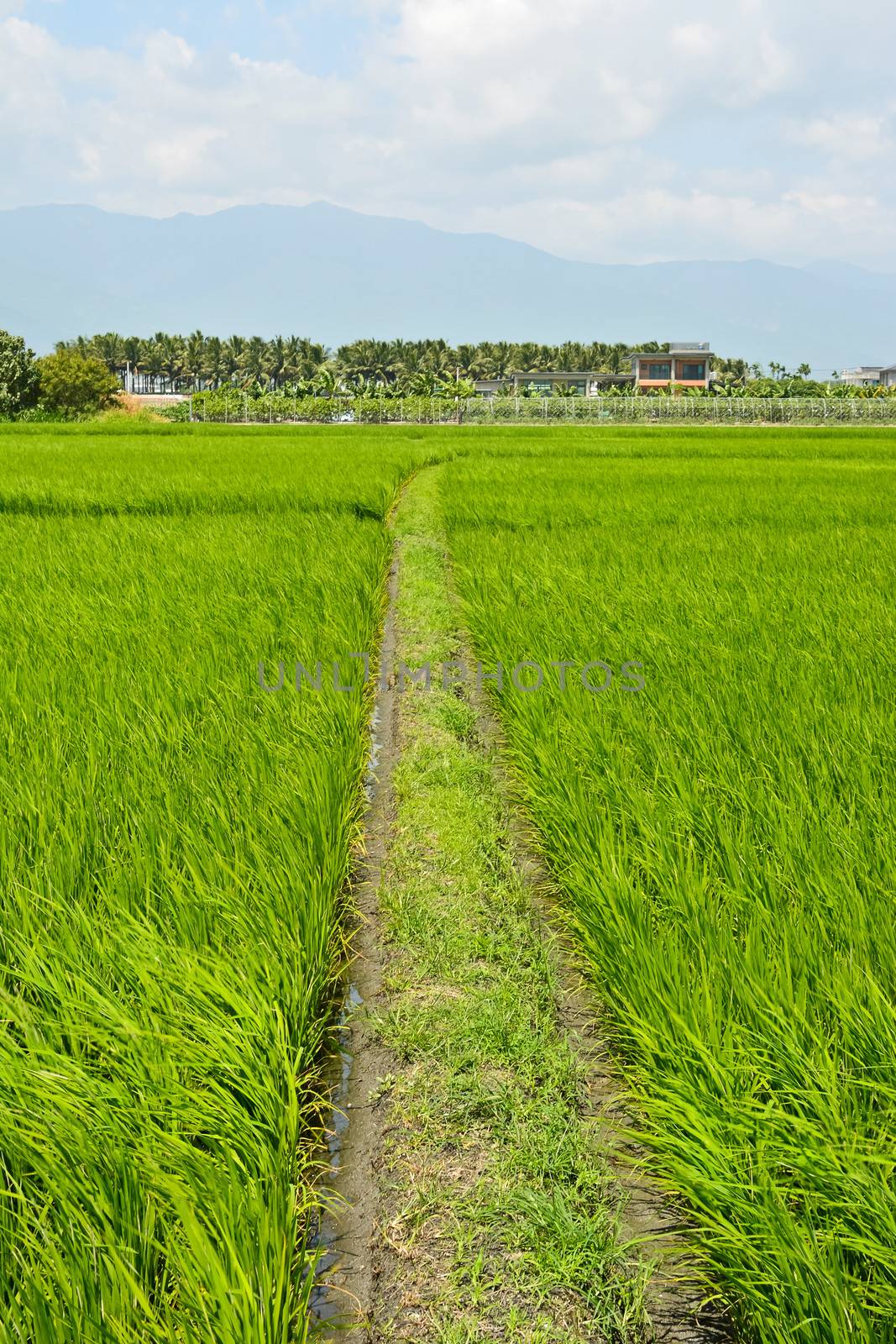Rice farm in country by elwynn