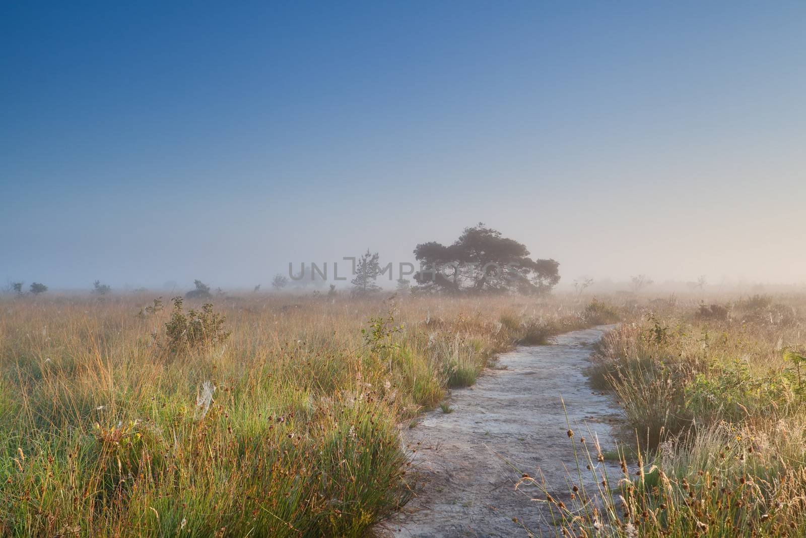 path through swamp in misty summer morning by catolla