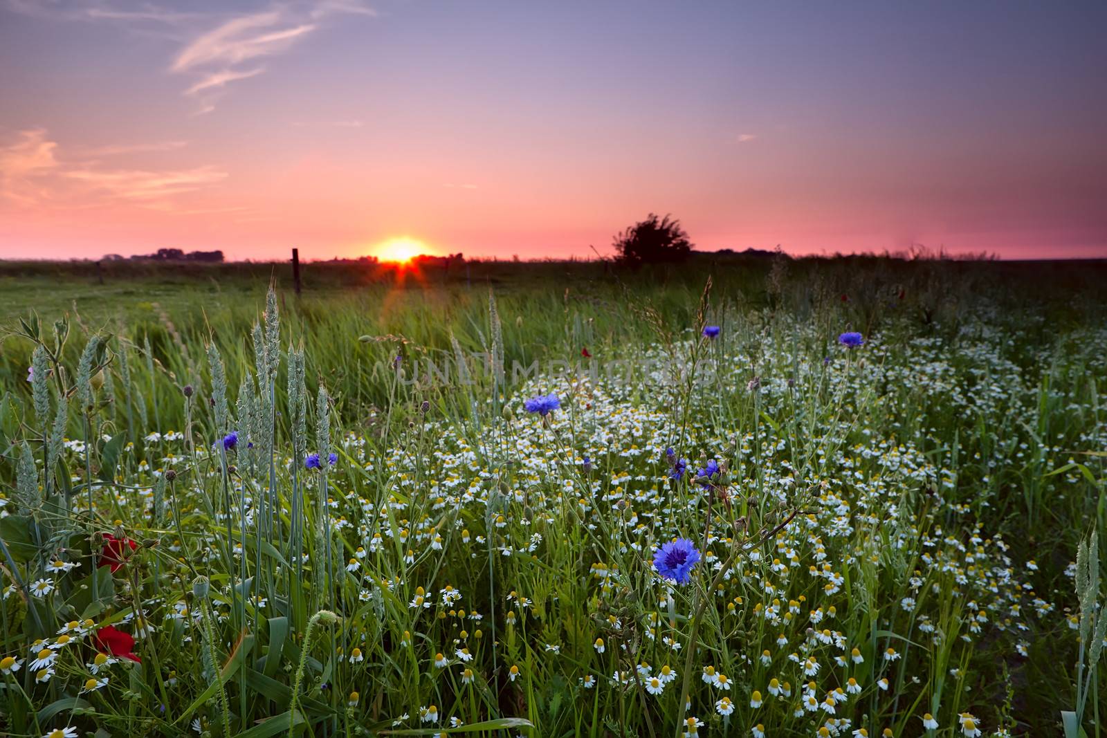 many wildflowers on field at sunset in summer