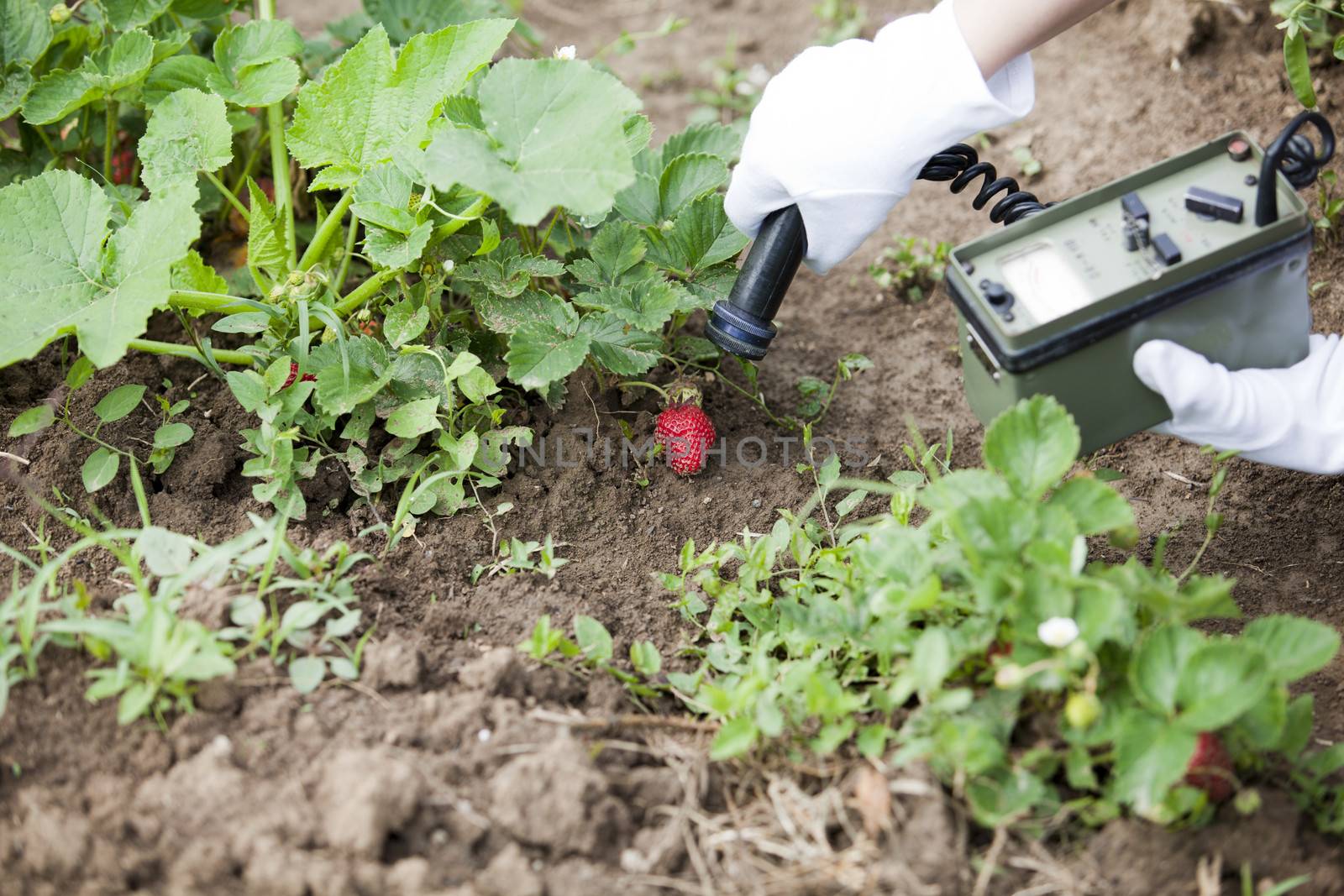 Measuring radiation levels of fruits