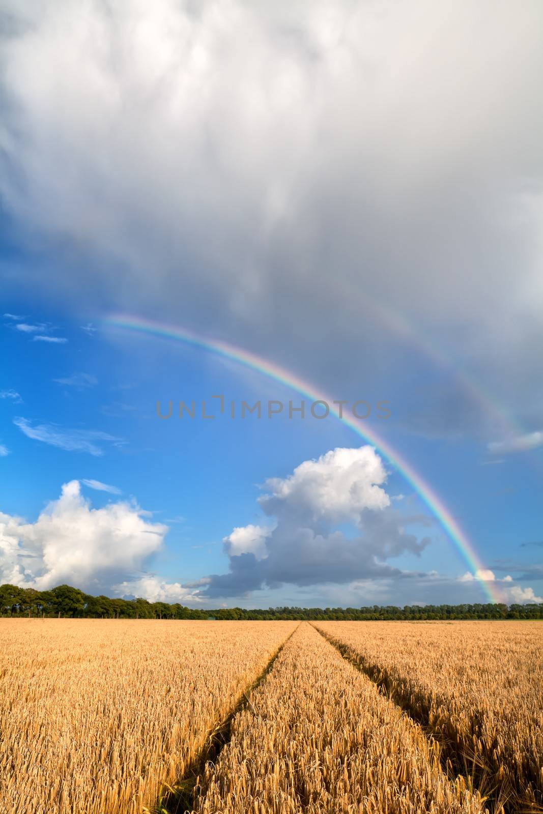 double rainbow over wheat field after summer rain