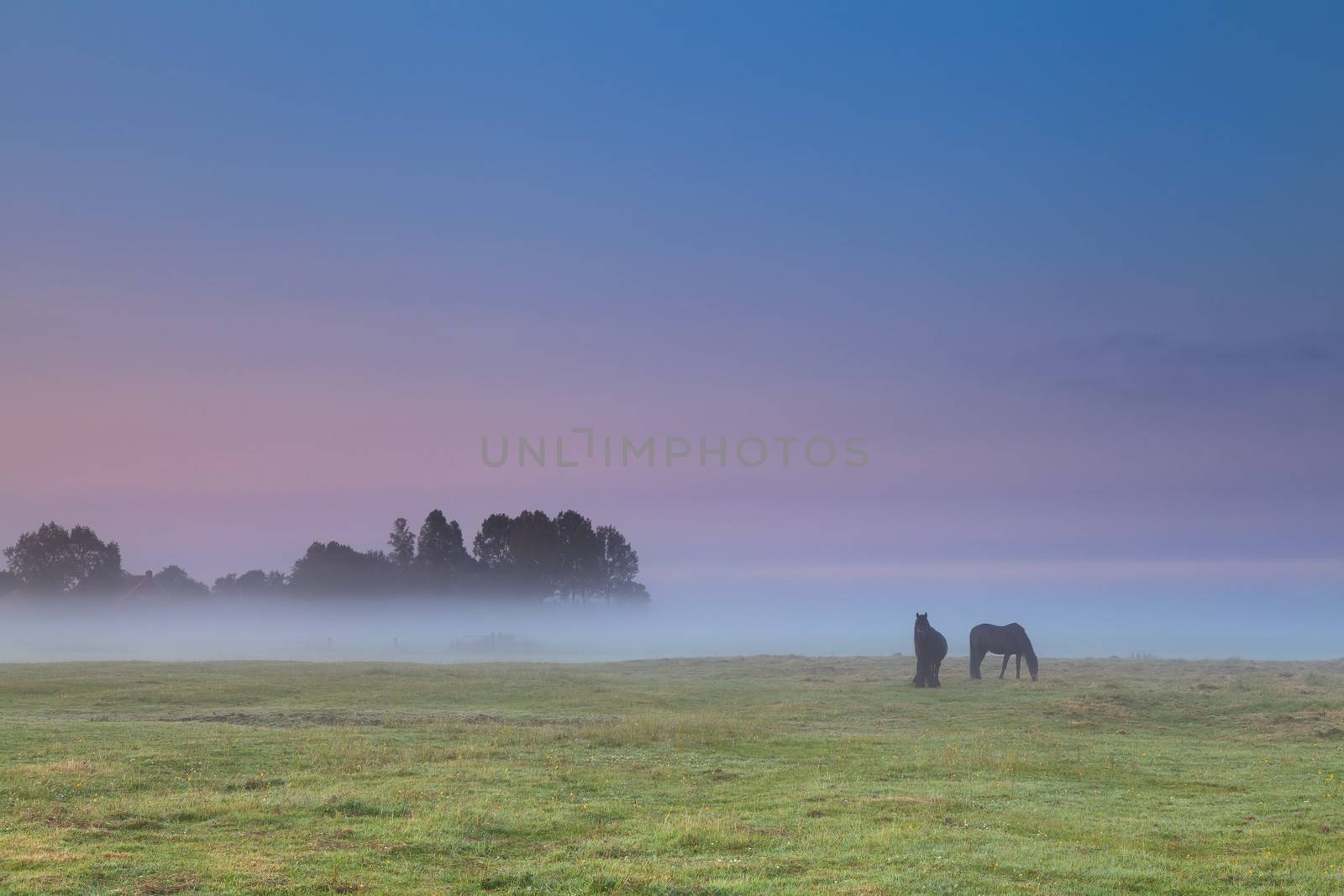 horses on pasture at sunrise by catolla