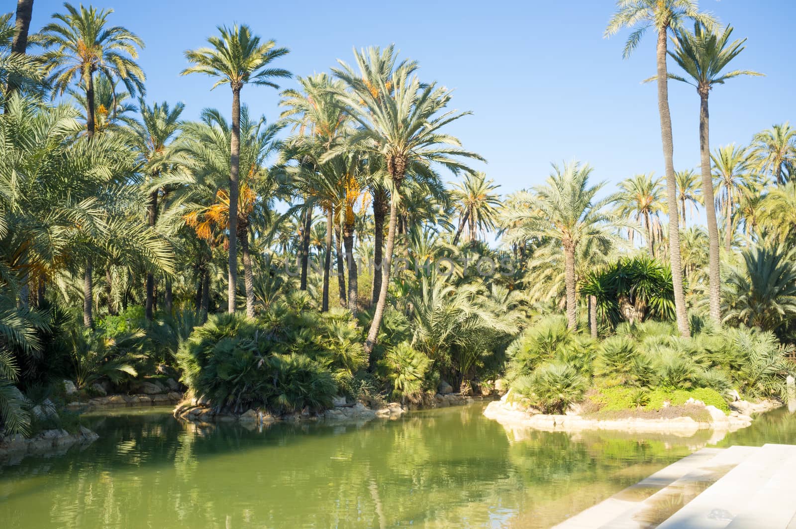 Alicante palm park by hemeroskopion