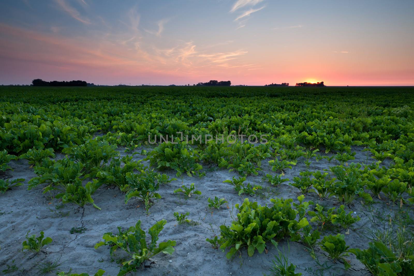 summer sunset over 	beet field by catolla