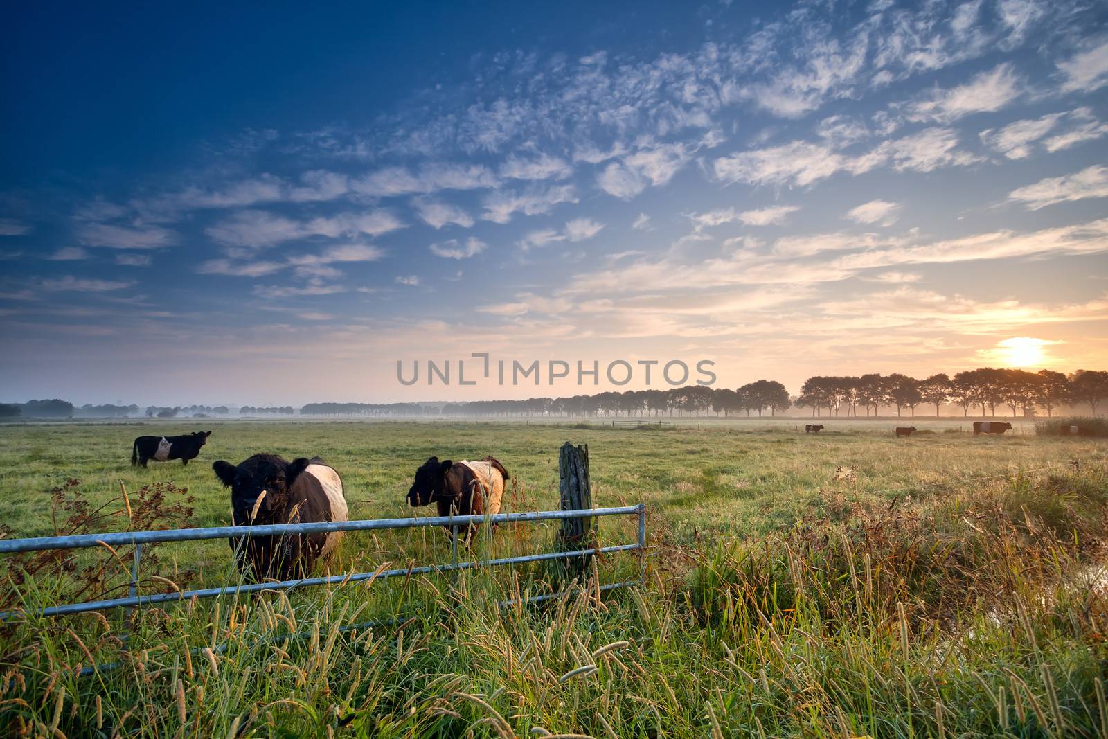 cows and bull on pasture at sunrise by catolla