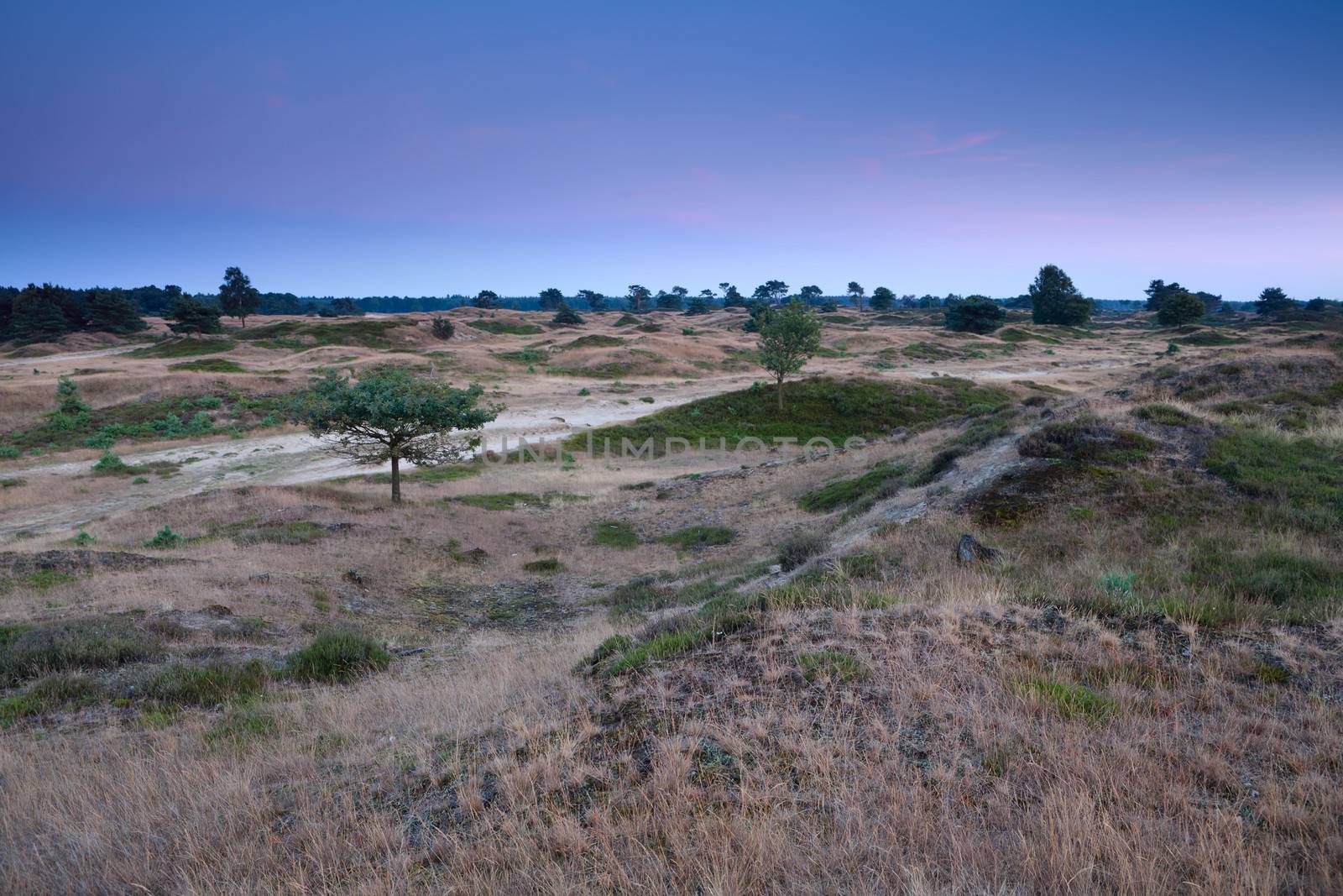 hills and dunes in dusk, Drents-Friese Wold, Netherlands
