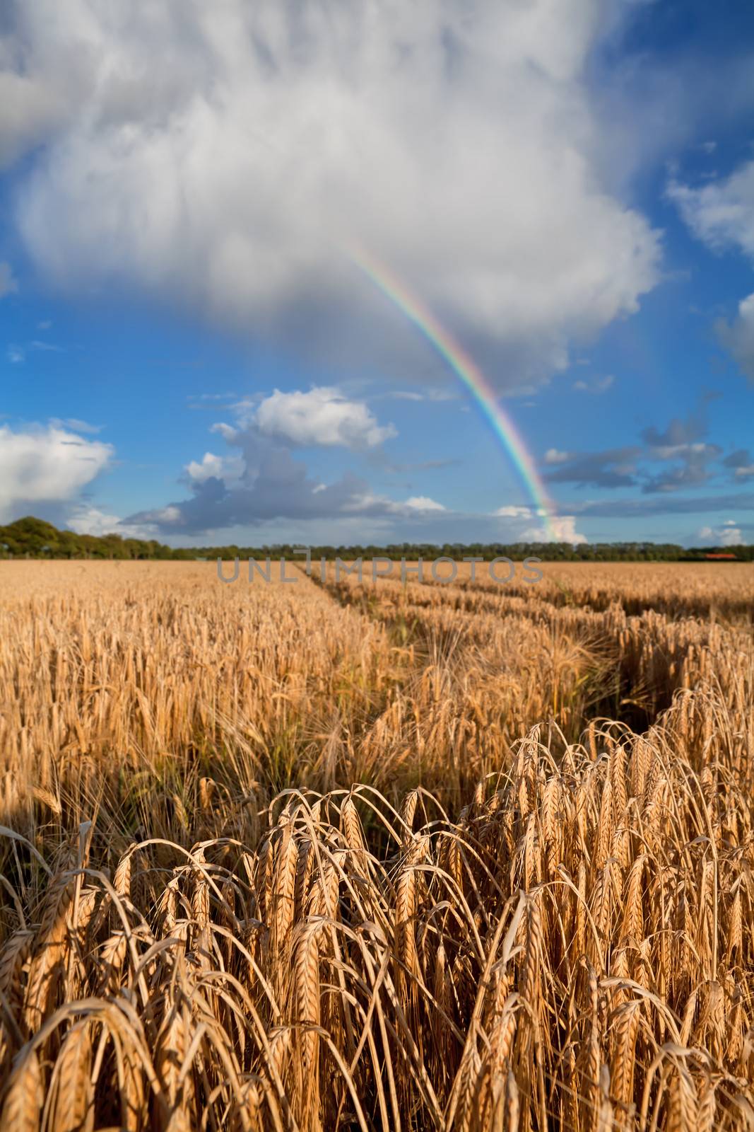 rainbow over wheat field after summer rain