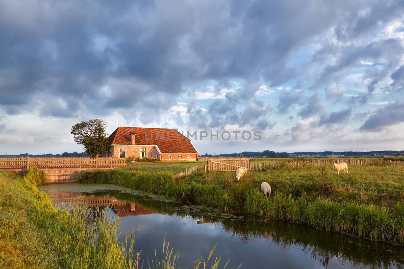 grazing sheep on pasture by farmhouse, Holland