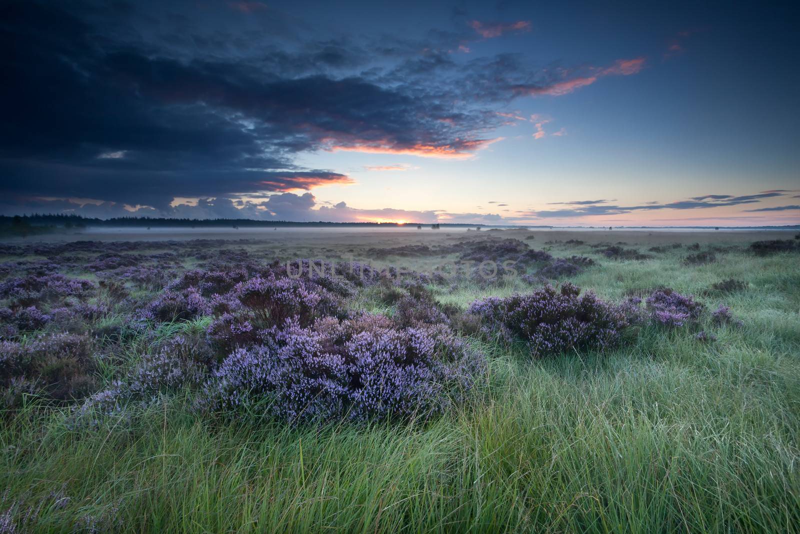 sunrise over marsh with flowering heather by catolla
