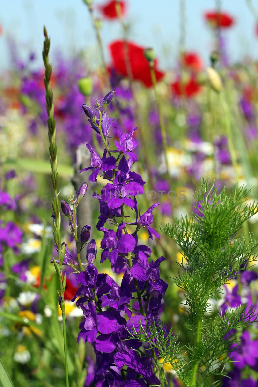 wild flowers on meadow spring season by goce