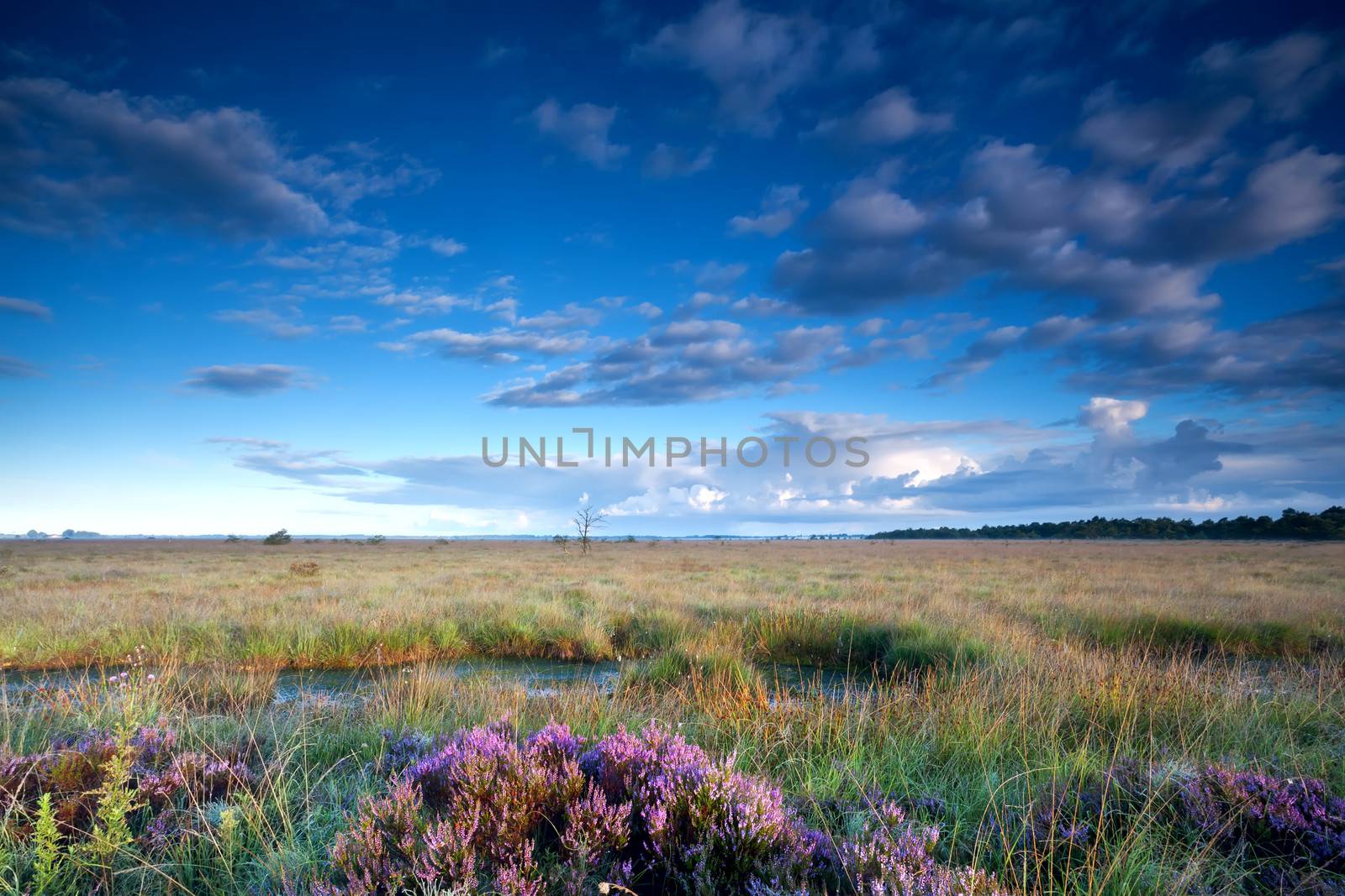 morning sunlight over swamp with flowering pink heather