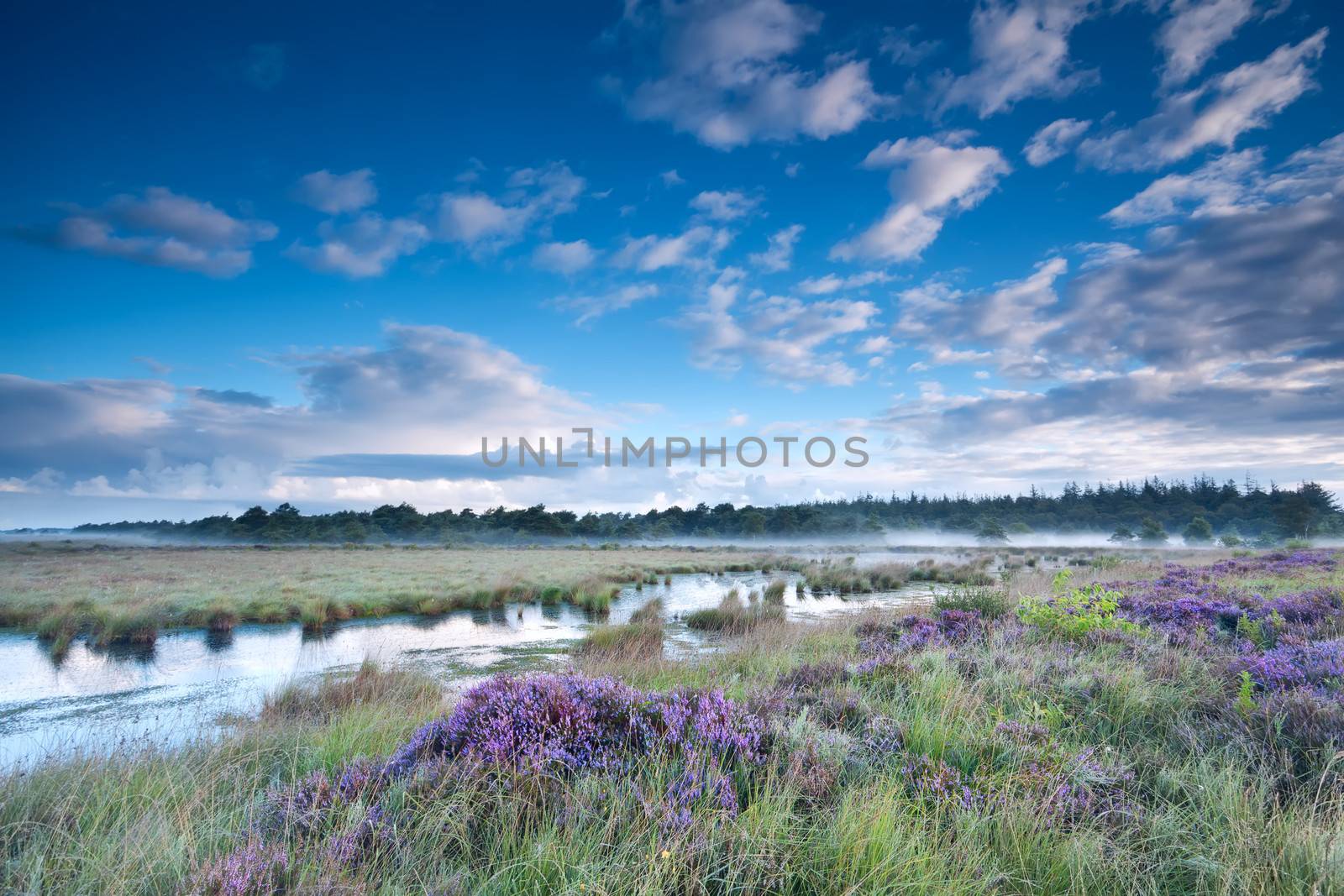 swamp in fog and flowering heather during morning