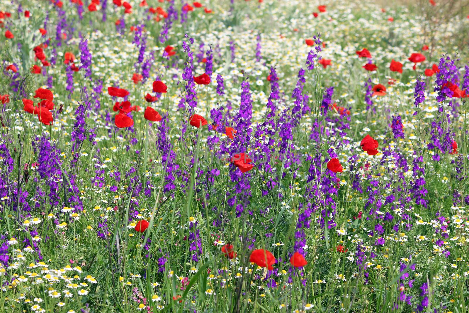 meadow with wild flowers spring season by goce