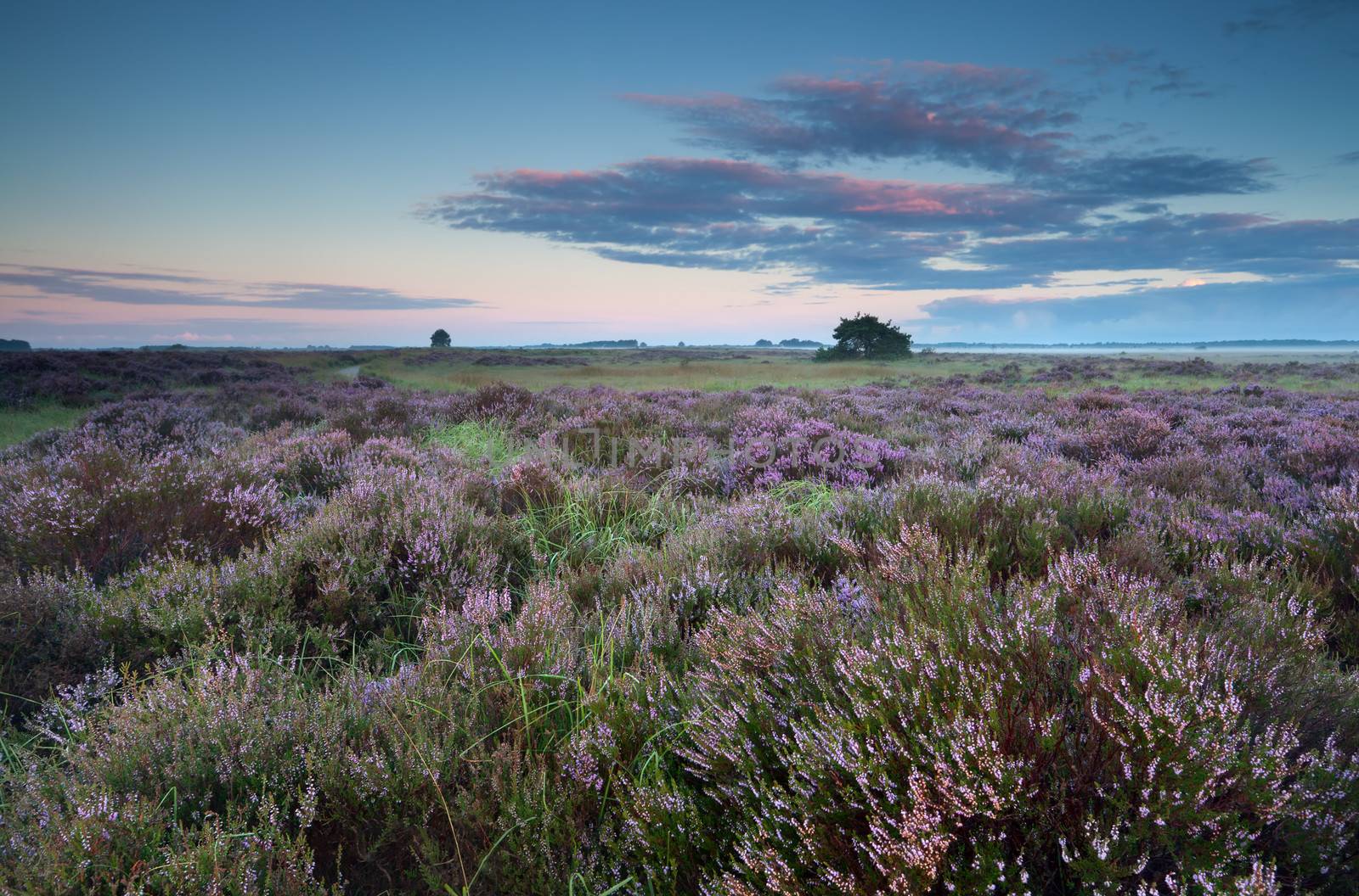 flowering pink heather at sunrise by catolla