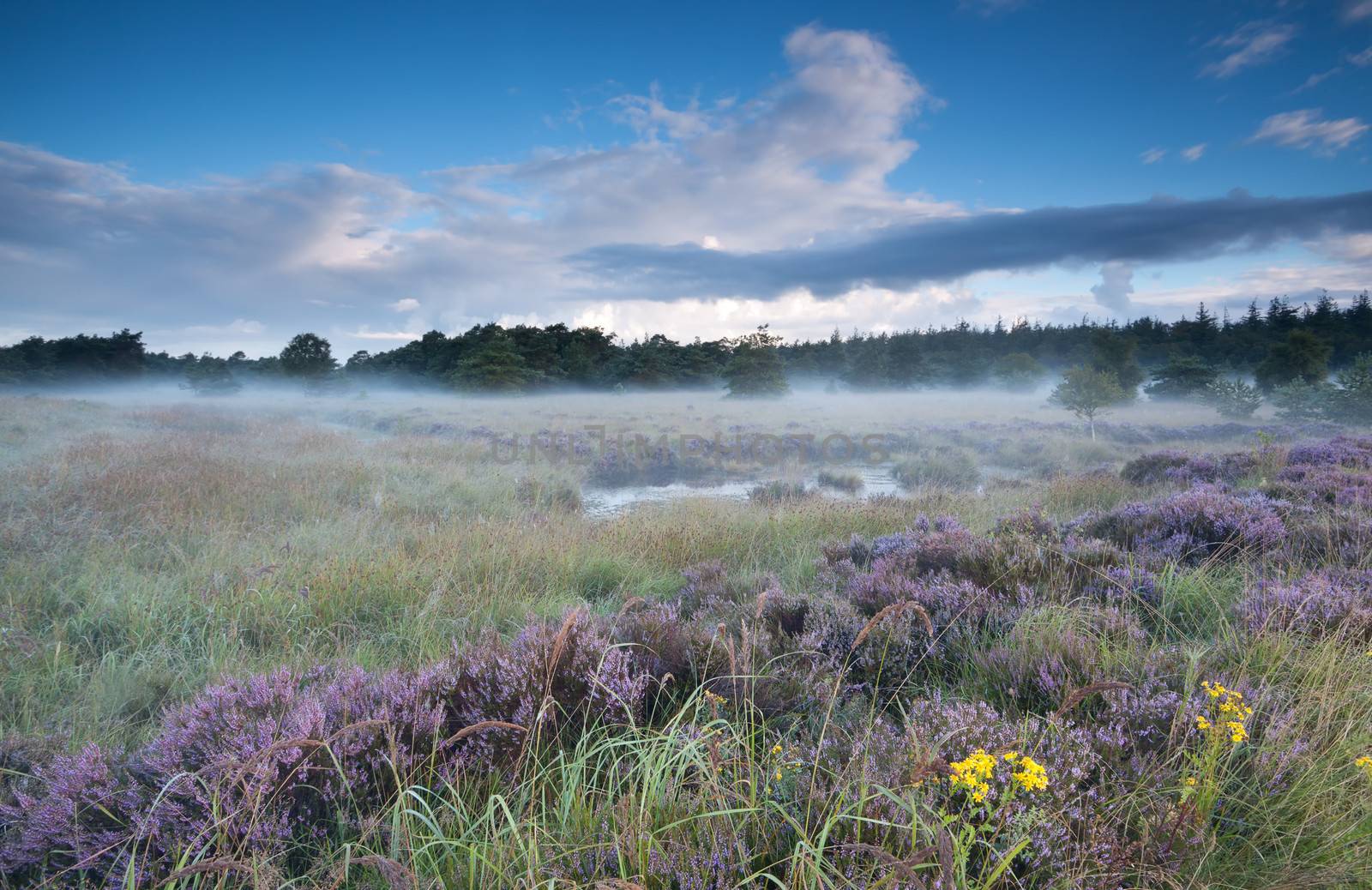 swamp and flowering heather in misty morning, Fochteloerveen, Netherlands