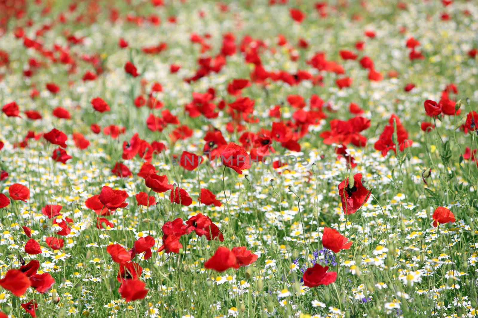 poppy and camomile wild flowers spring season